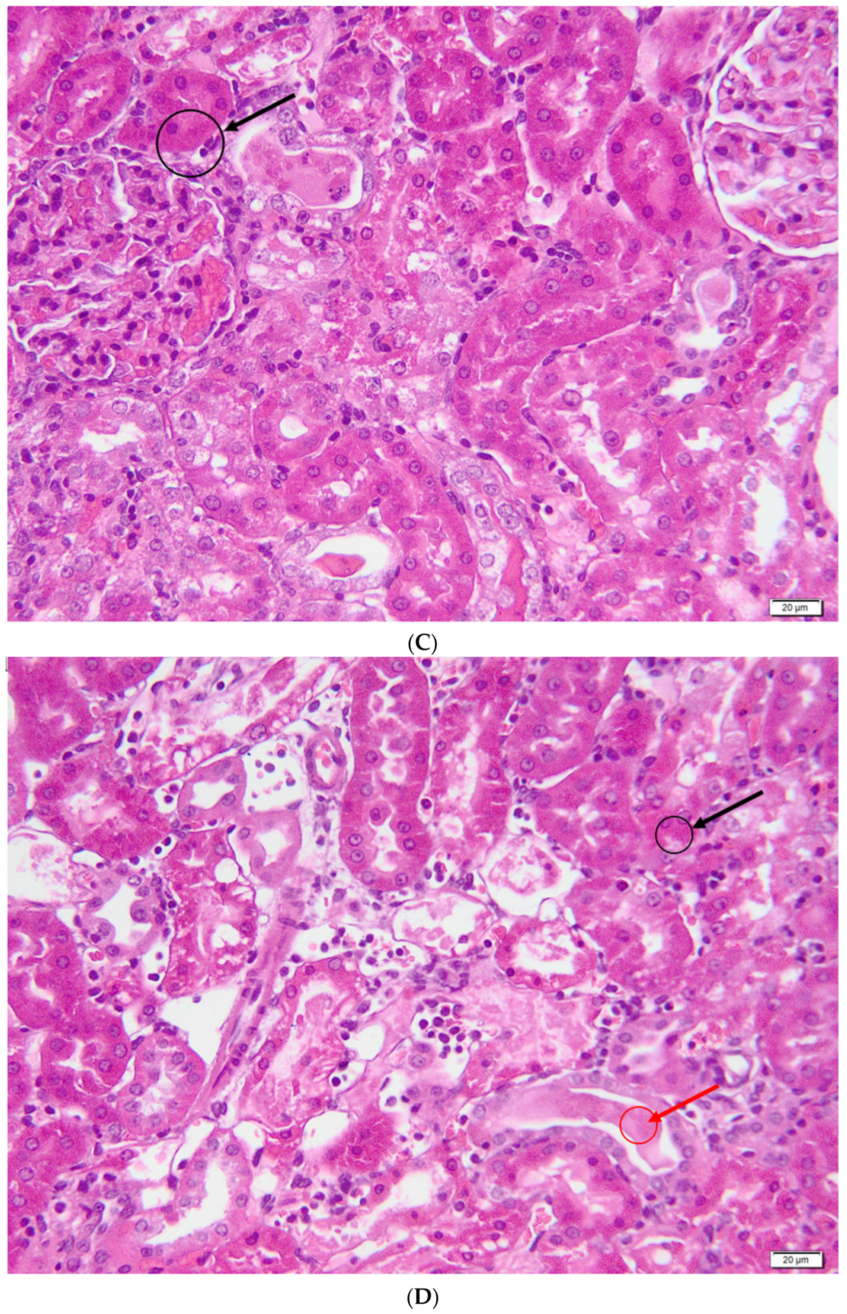 Metabolites 13 00049 g007b Metabolites 13 00049 g007b