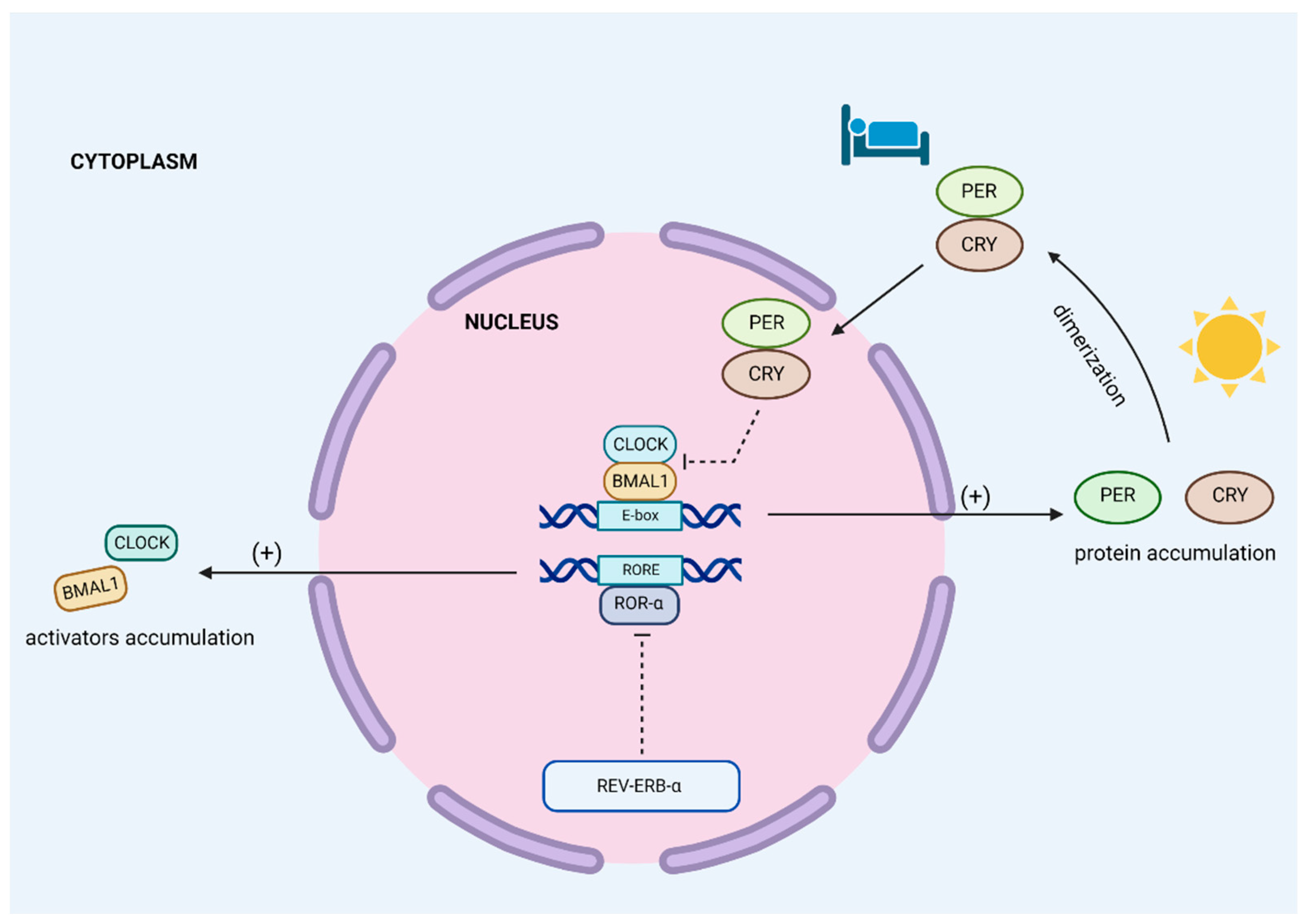 Frontiers  The interplay between prolactin and cardiovascular disease