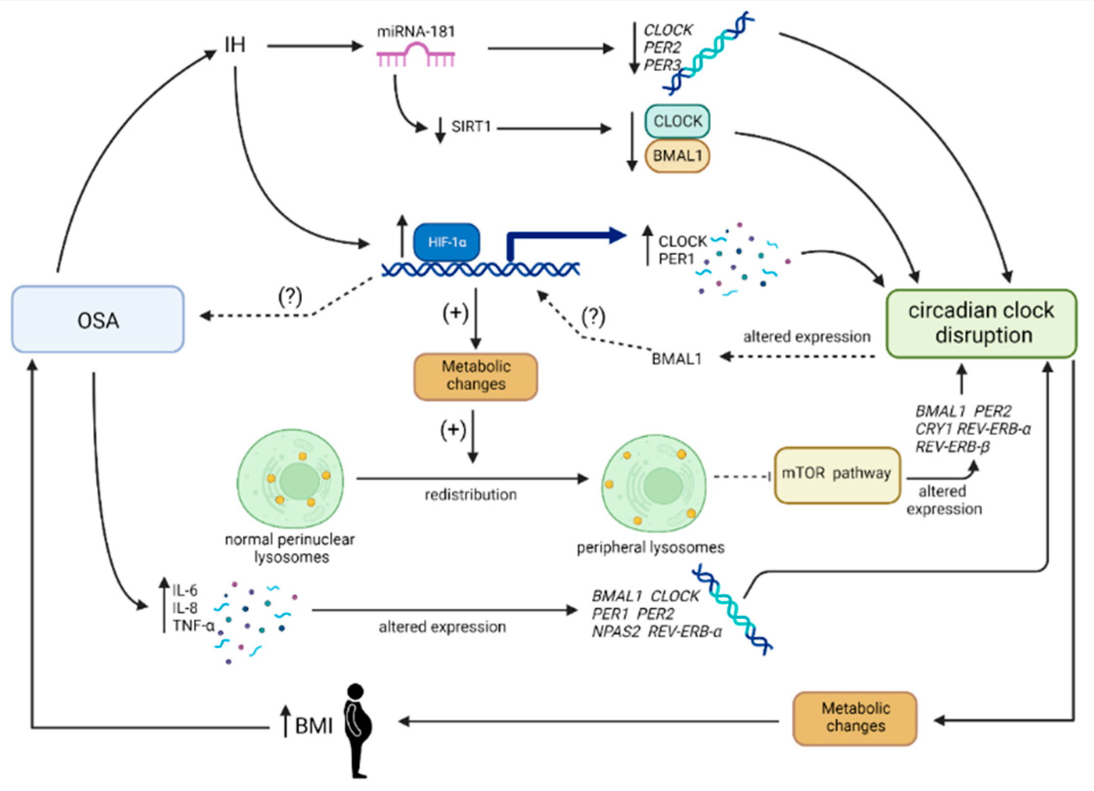 Metabolites 13 00060 g003