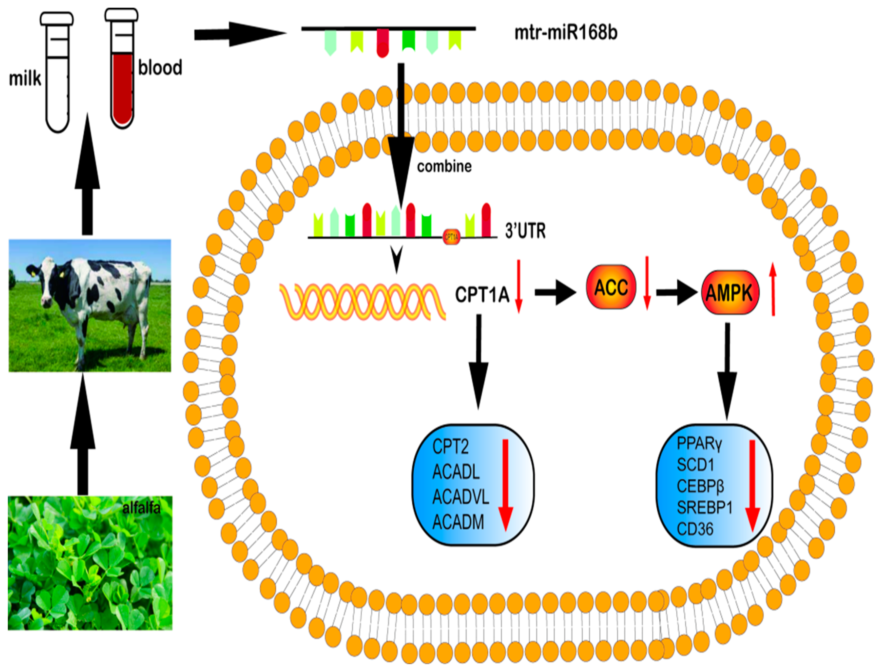 Metabolites 13 00076 g010 Metabolites 13 00076 g010