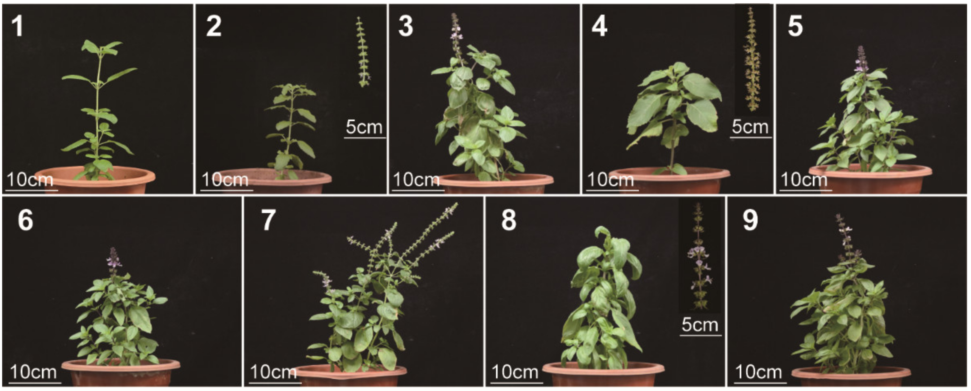 Metabolites 13 00085 g001 Metabolites 13 00085 g001