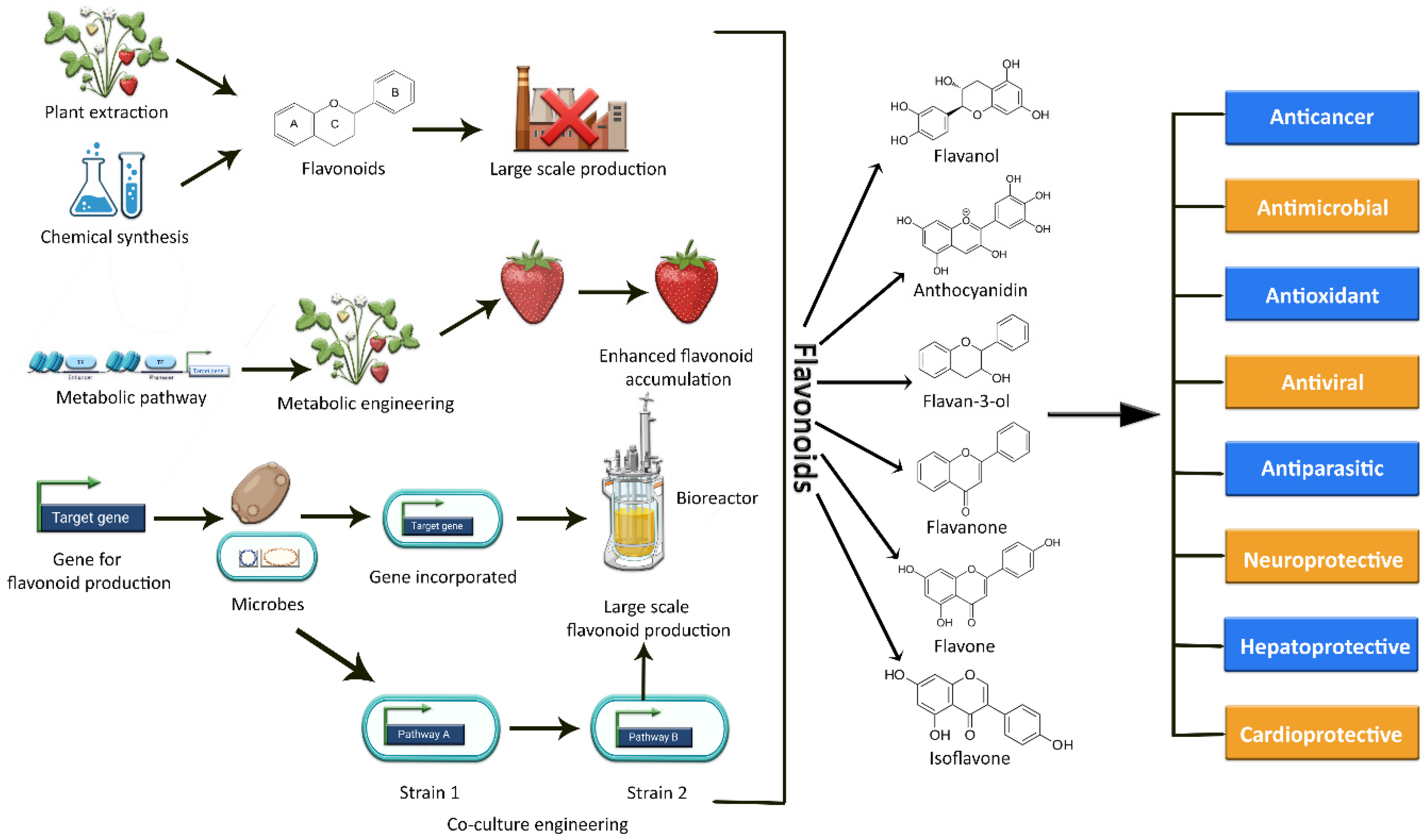 Plant biosynthetic gene clusters in the context of metabolic