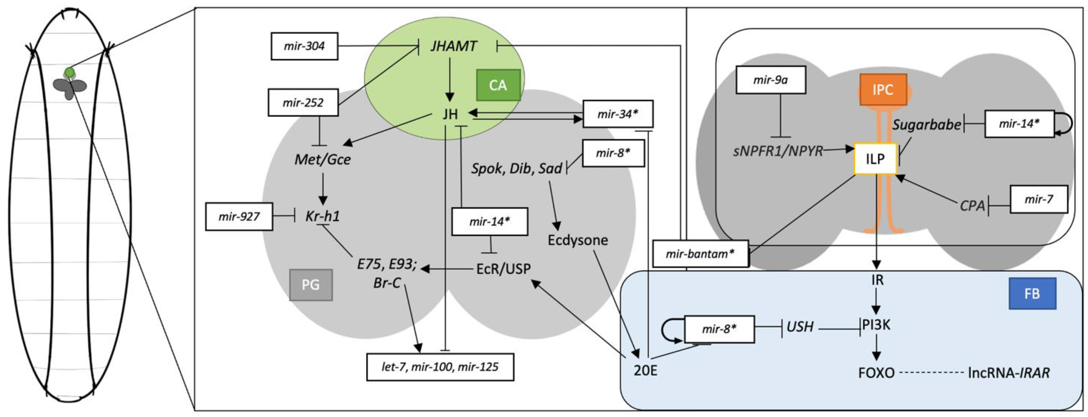 Metabolites 13 00152 g001 Metabolites 13 00152 g001