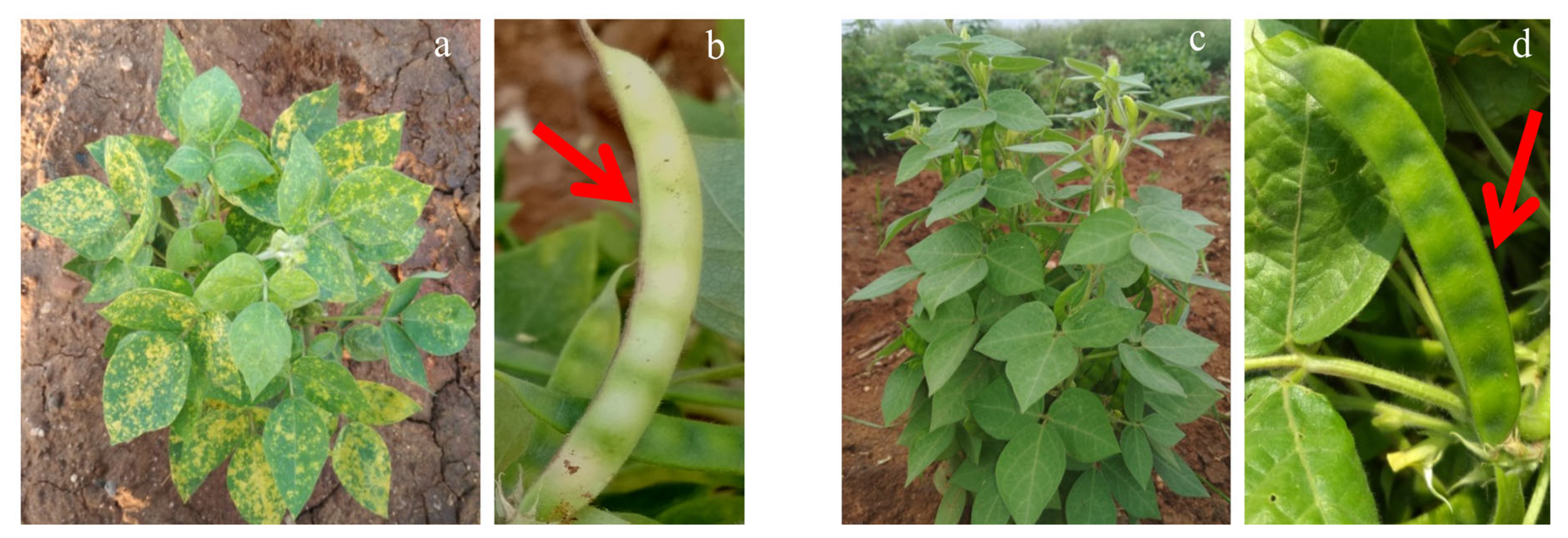 Metabolites 13 00165 g001 Metabolites 13 00165 g001