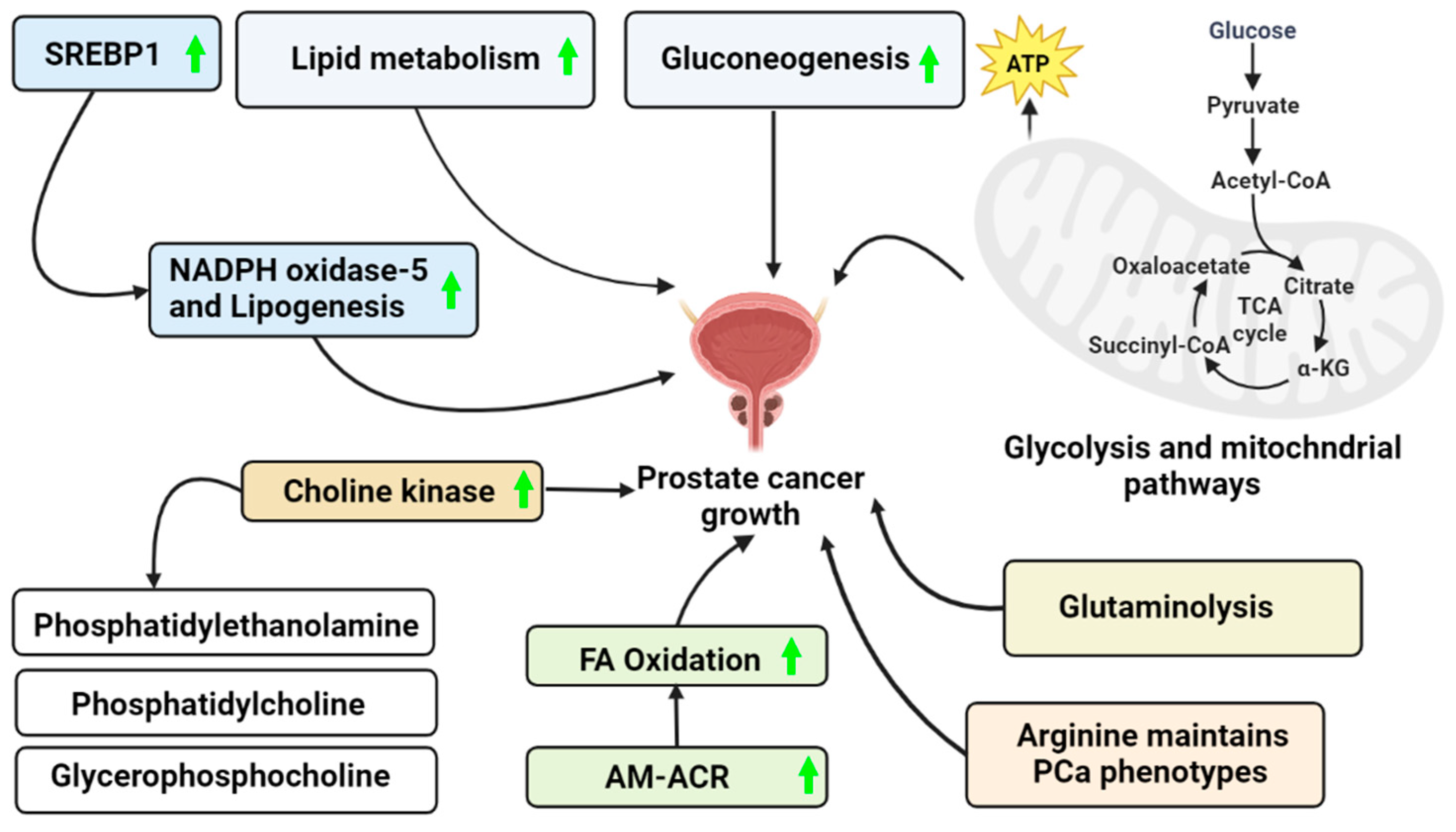 Gabapentin Metabolism - fyfkdzg