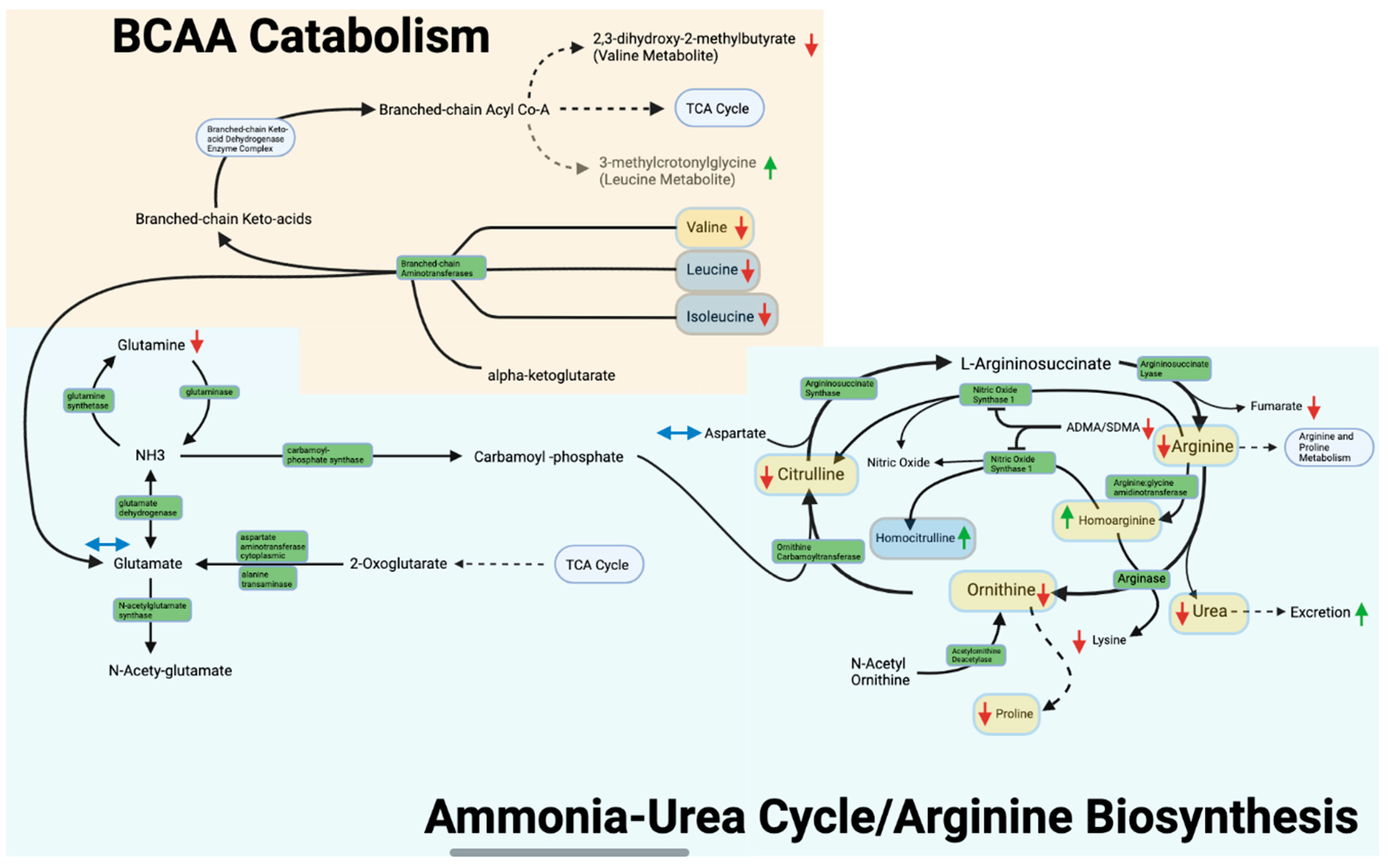 Metabolites 13 00242 g003