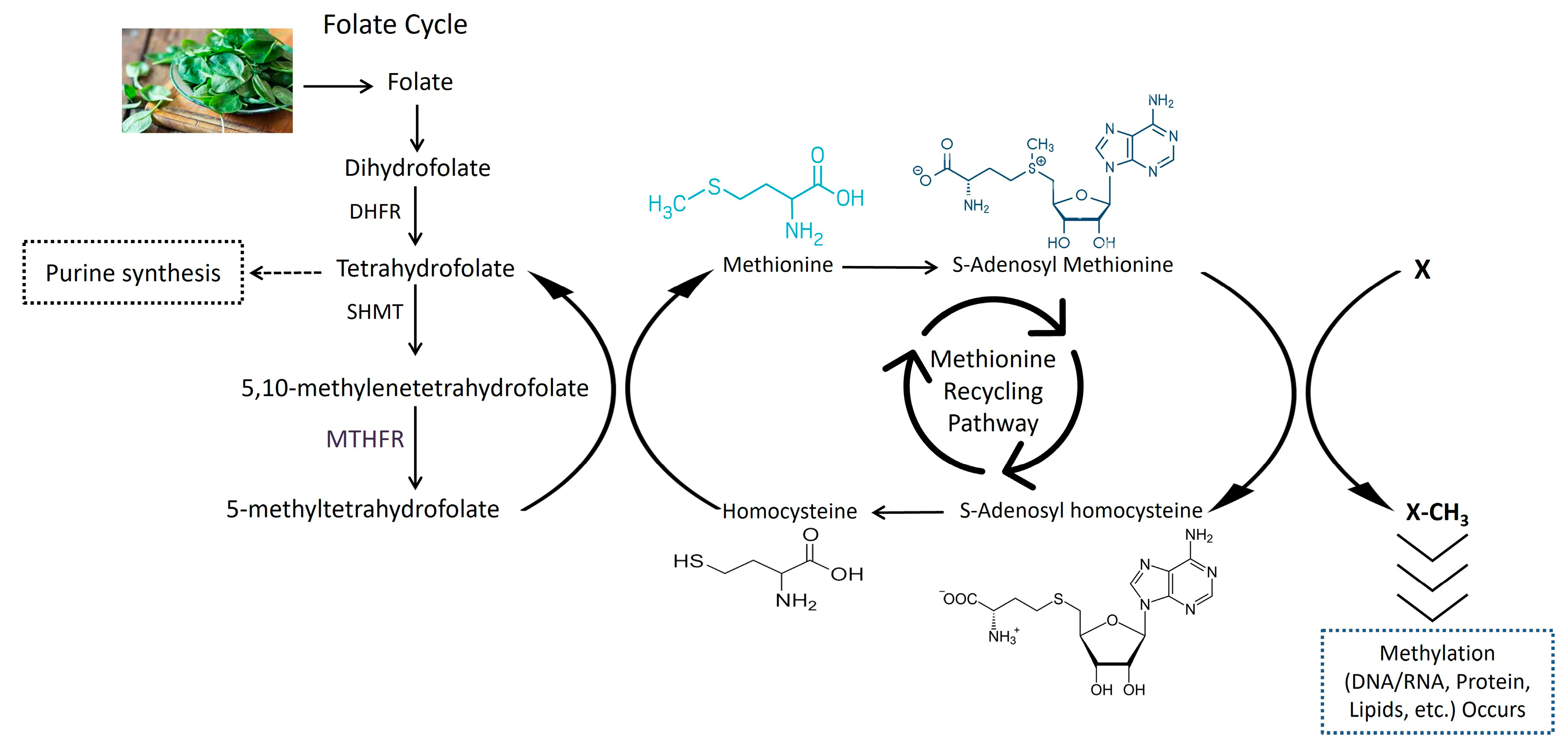 Metabolites 13 00251 g001 Metabolites 13 00251 g001