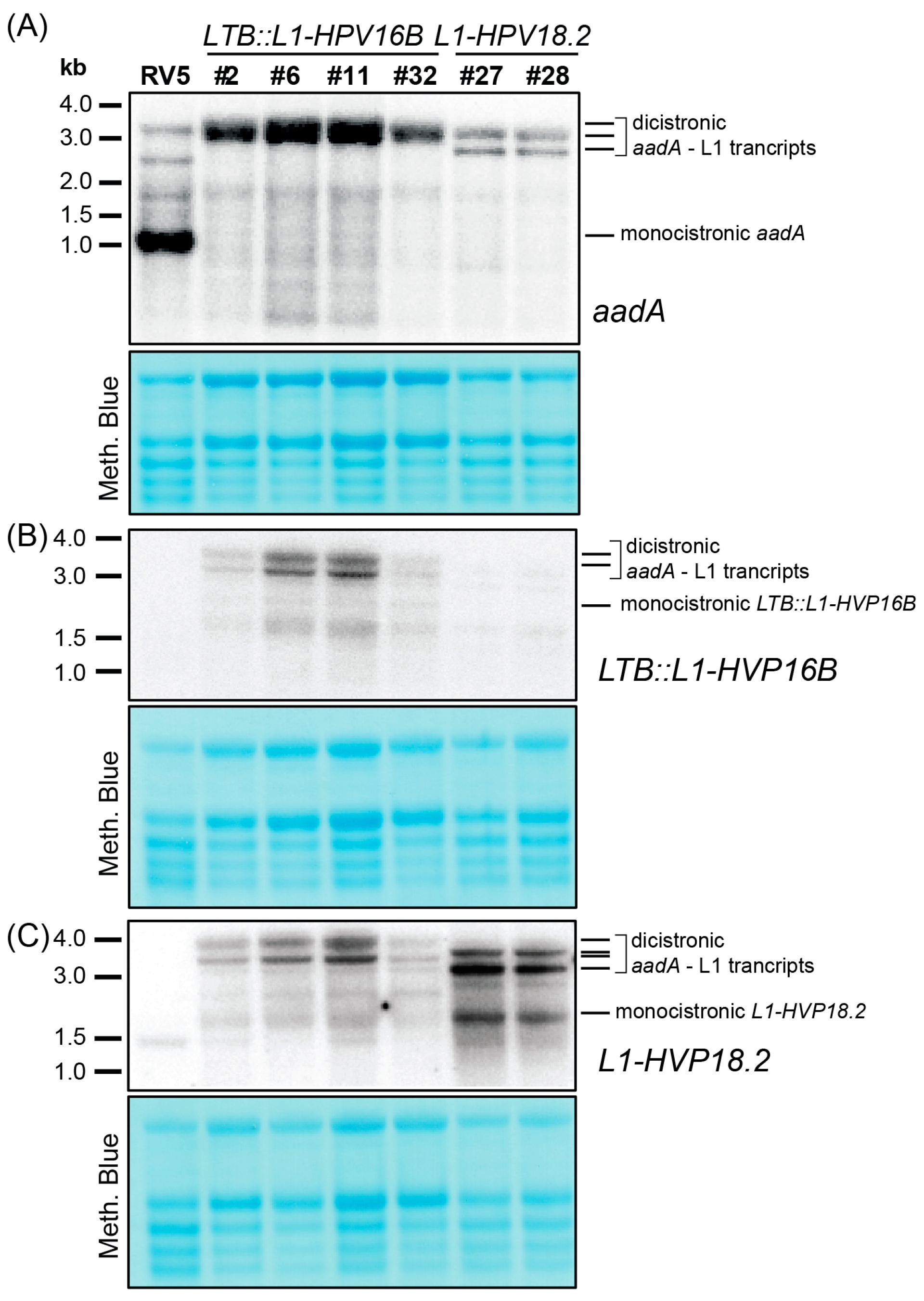 Metabolites 13 00315 g003