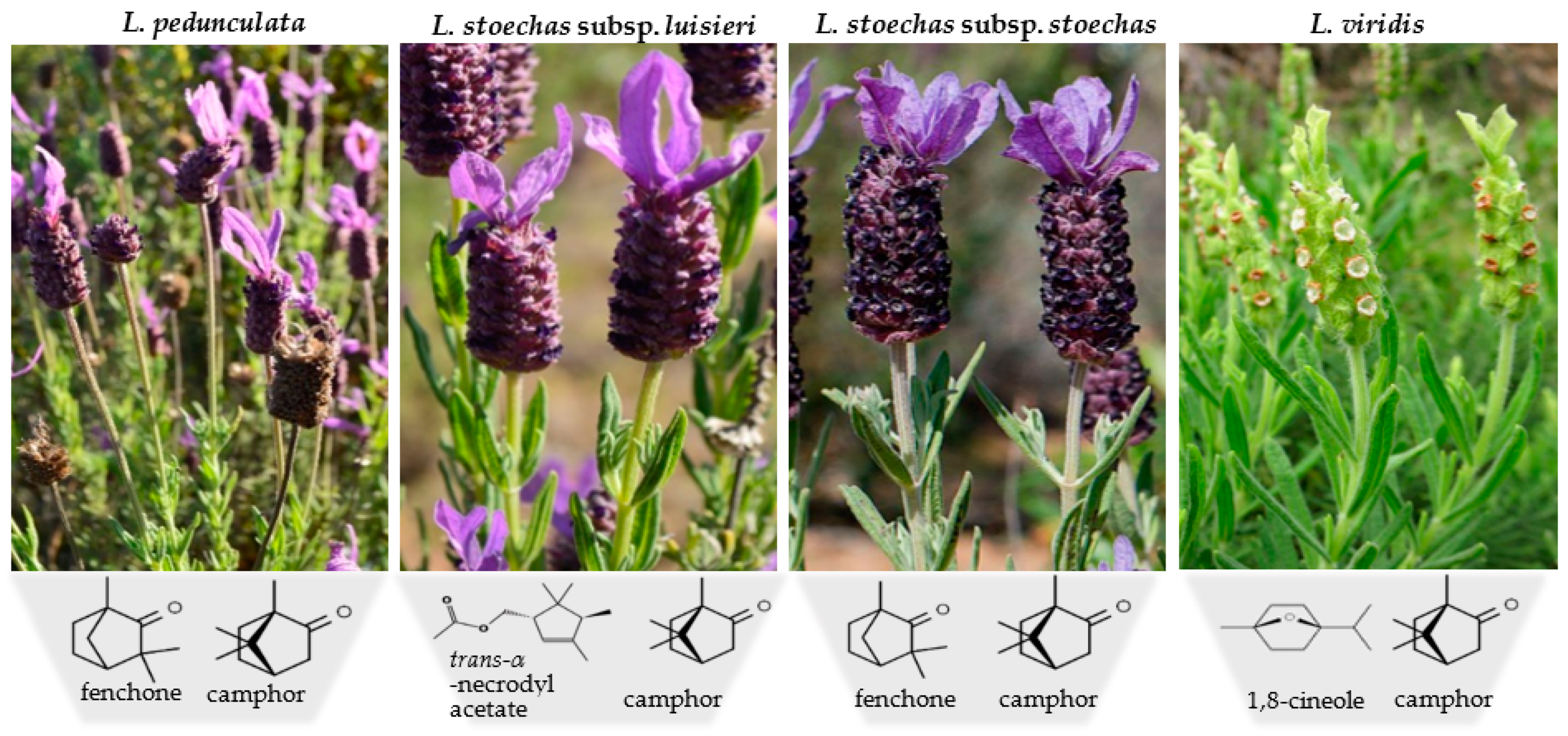 Metabolites 13 00337 g002 Metabolites 13 00337 g002