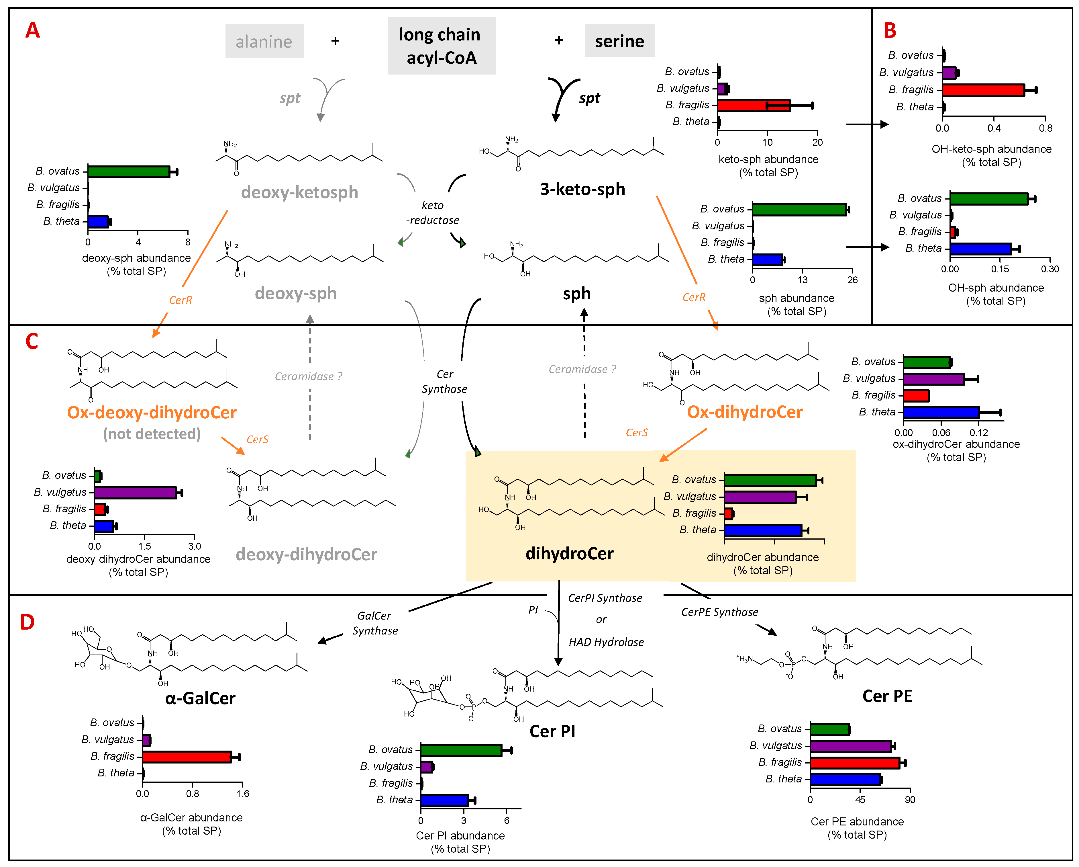 Lipidomic Analysis Reveals Differences in Bacteroides