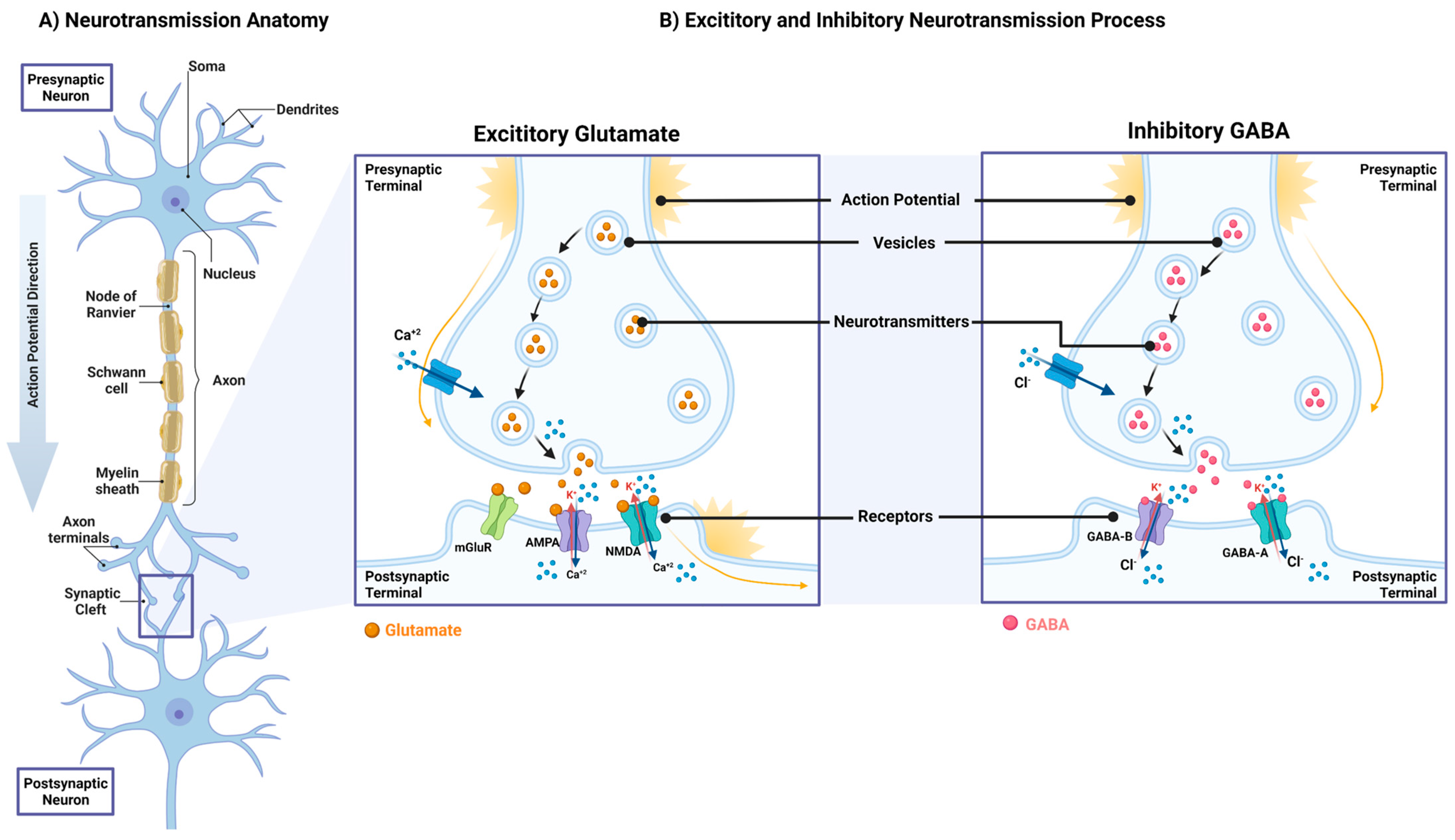 PDF) Neuro-Vulnerability in Energy Metabolism Regulation: A