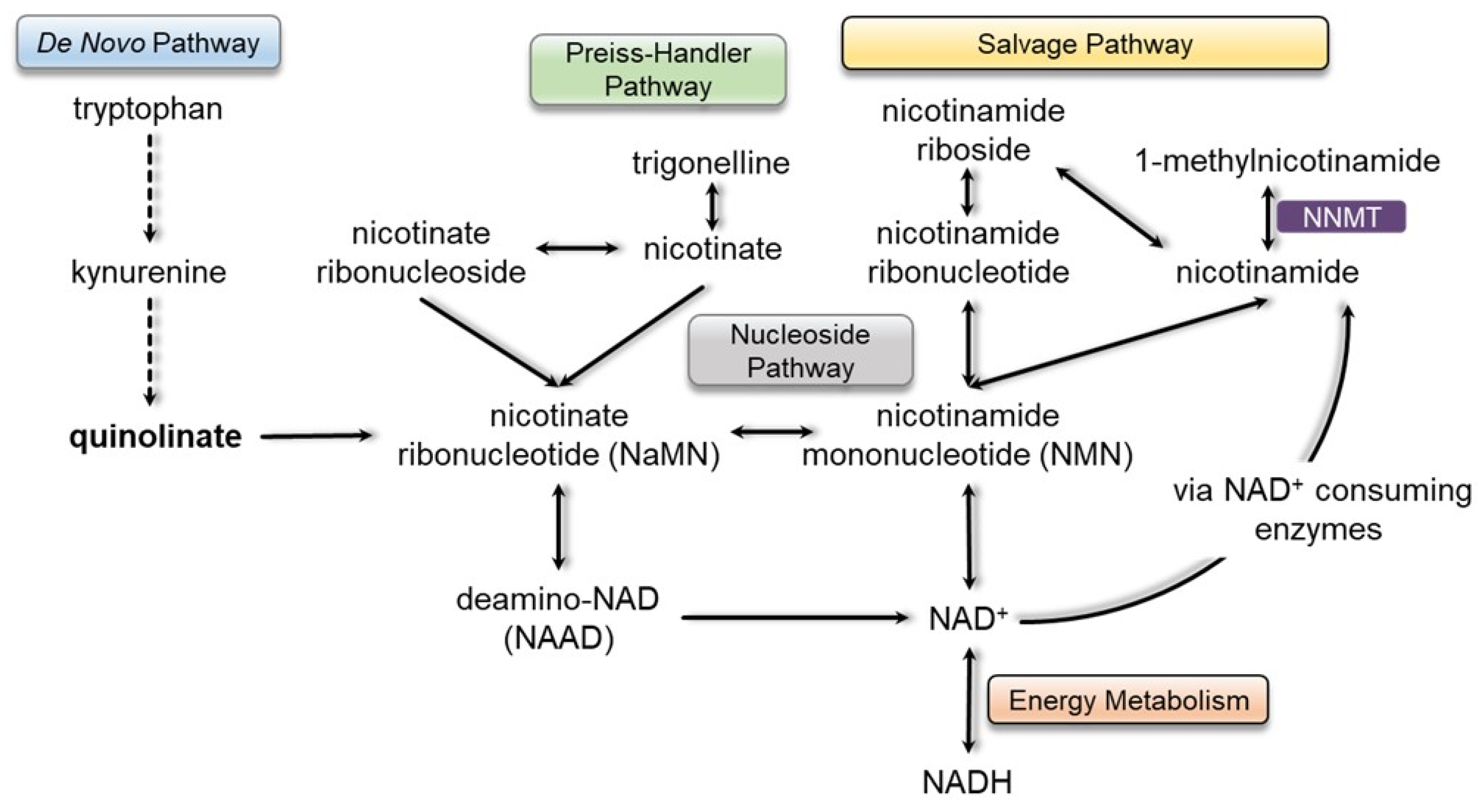 Metabolites 13 00399 g003 Metabolites 13 00399 g003