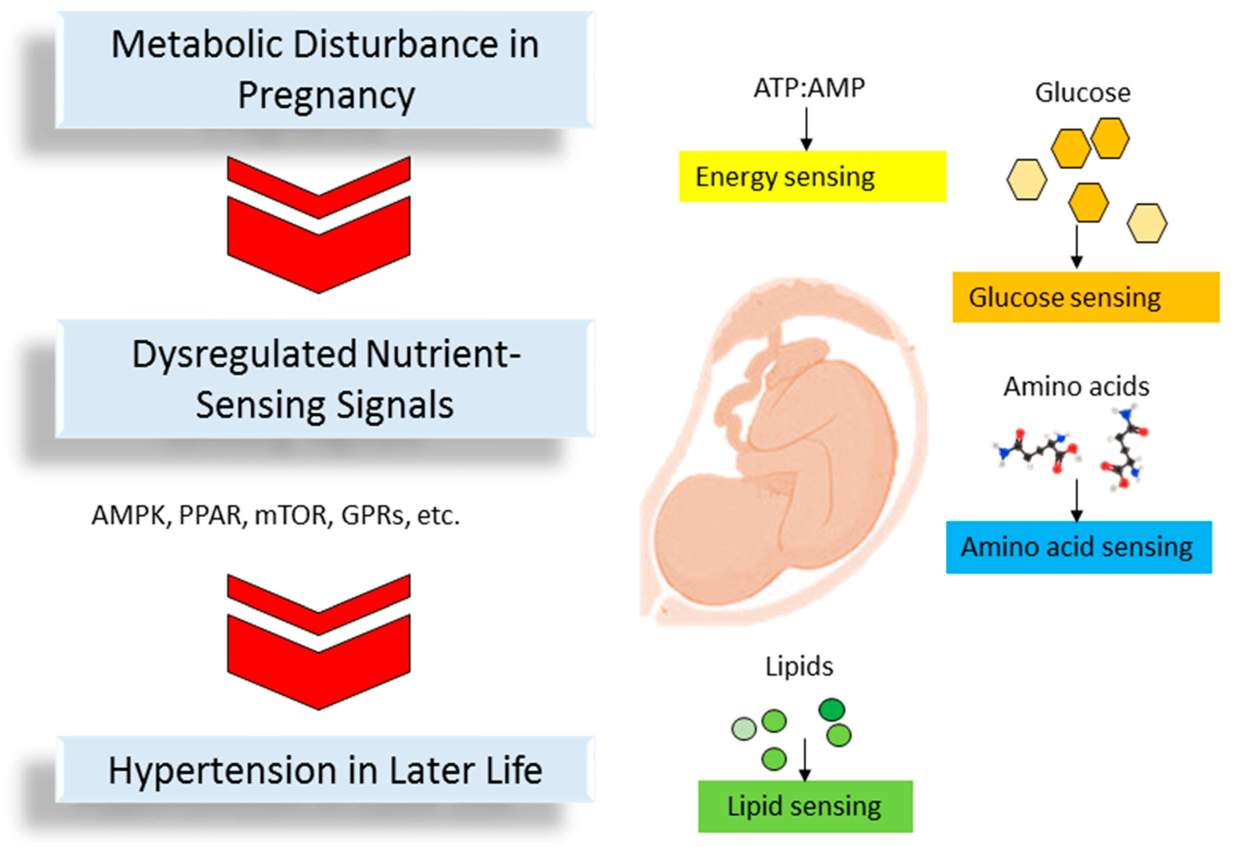 Metabolites Free Full-Text The Impact of Nutrient Intake and Metabolic Wastes during Pregnancy on Offspring Hypertension Challenges and Future Opportunities