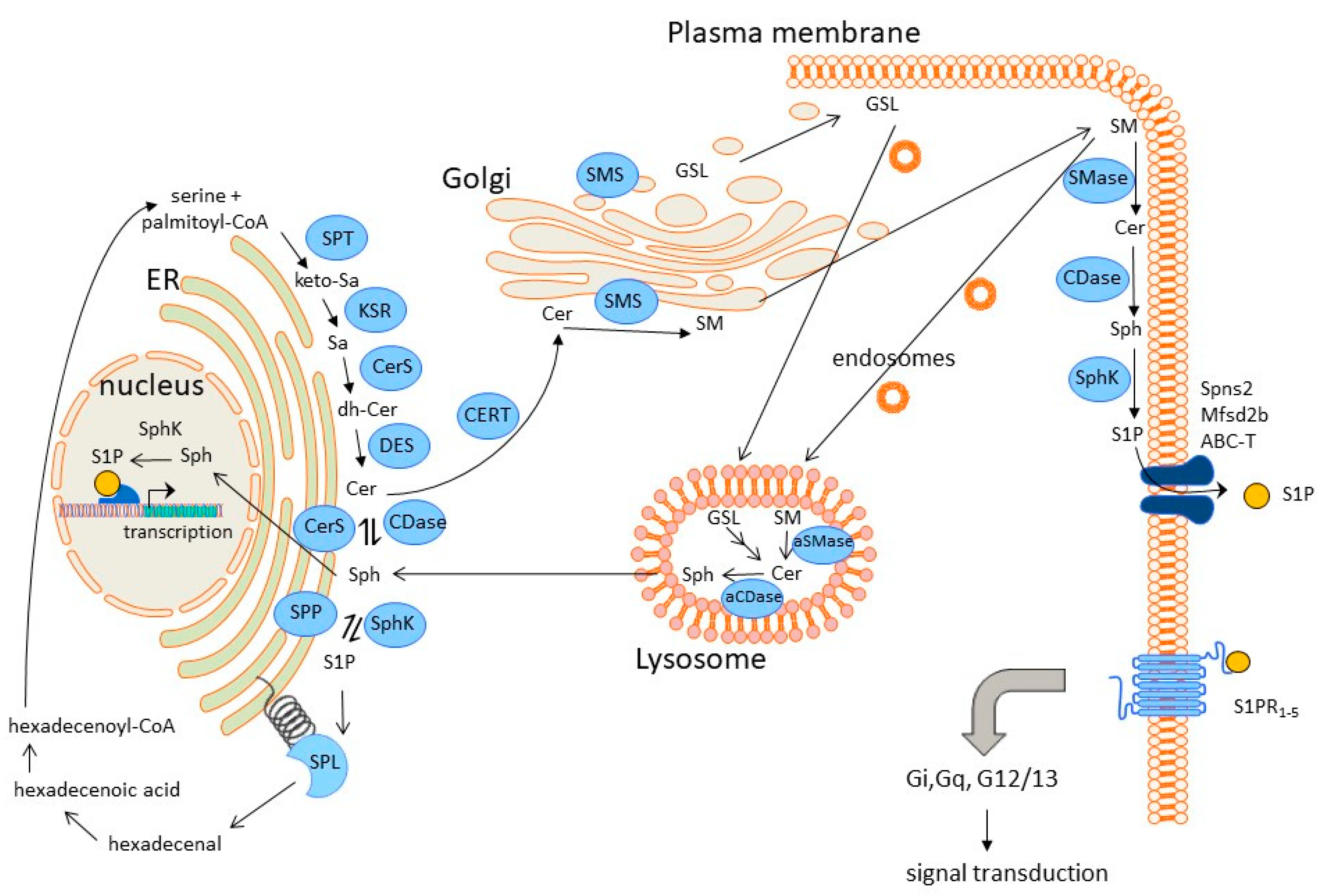 Metabolites 13 00426 g002 Metabolites 13 00426 g002