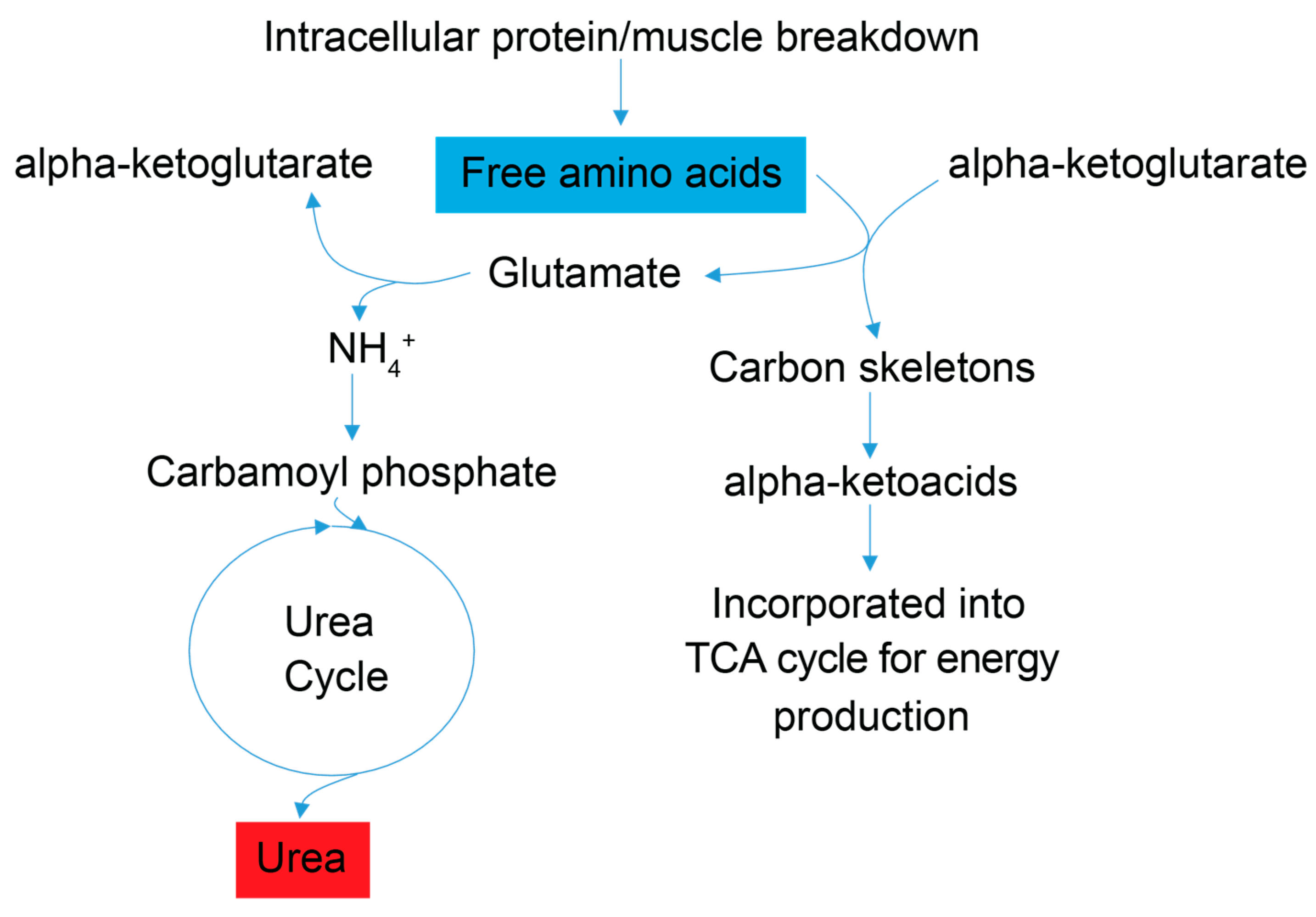 Metabolites 13 00433 g003 Metabolites 13 00433 g003