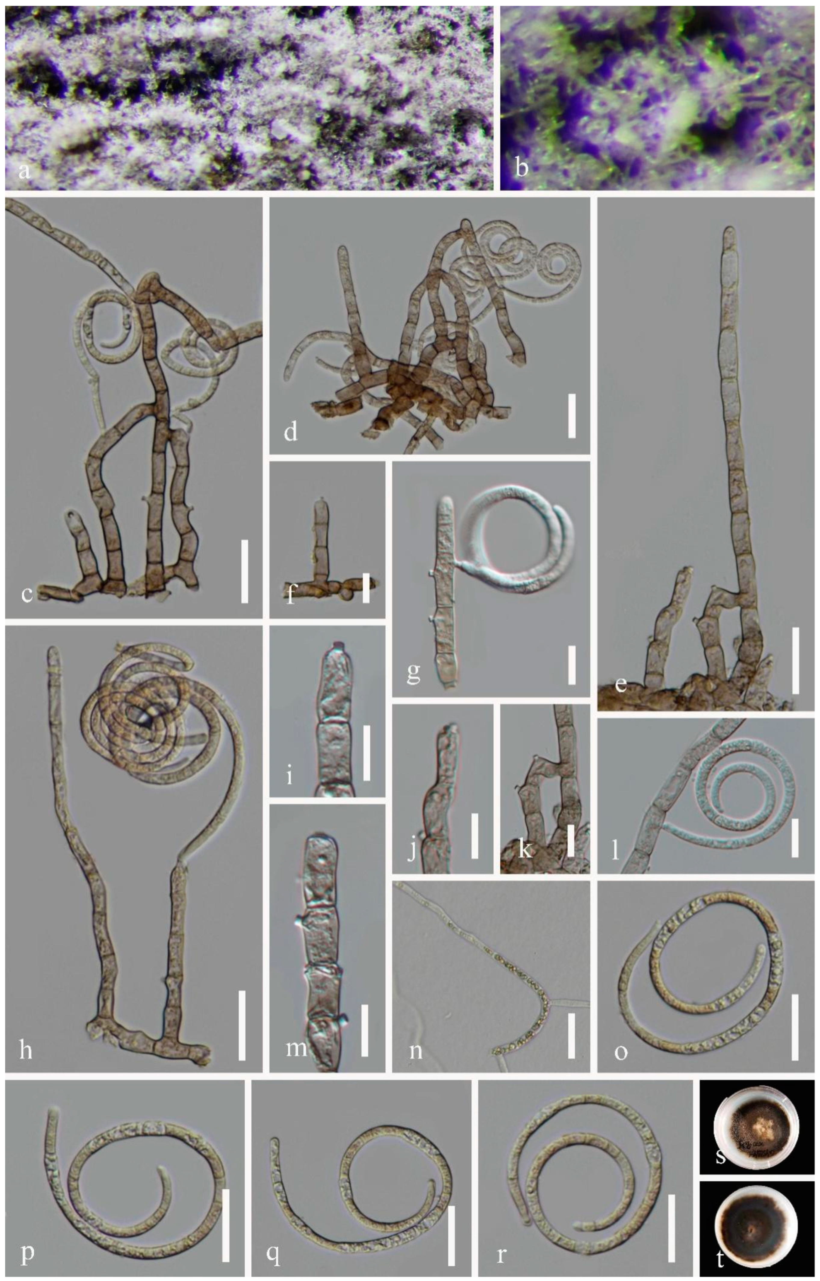 Metabolites 13 00435 g001 Metabolites 13 00435 g001