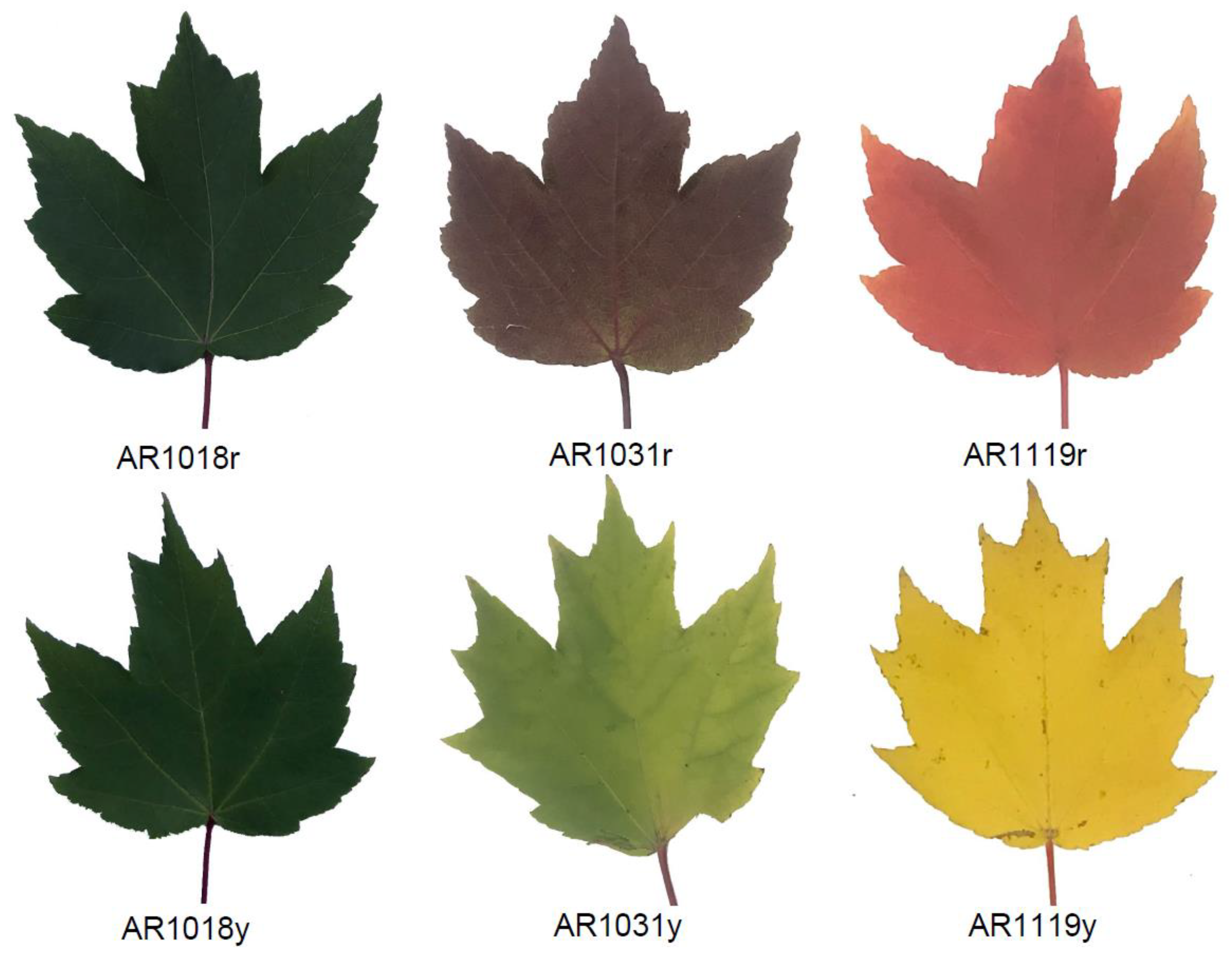 Metabolites 13 00464 g001 Metabolites 13 00464 g001