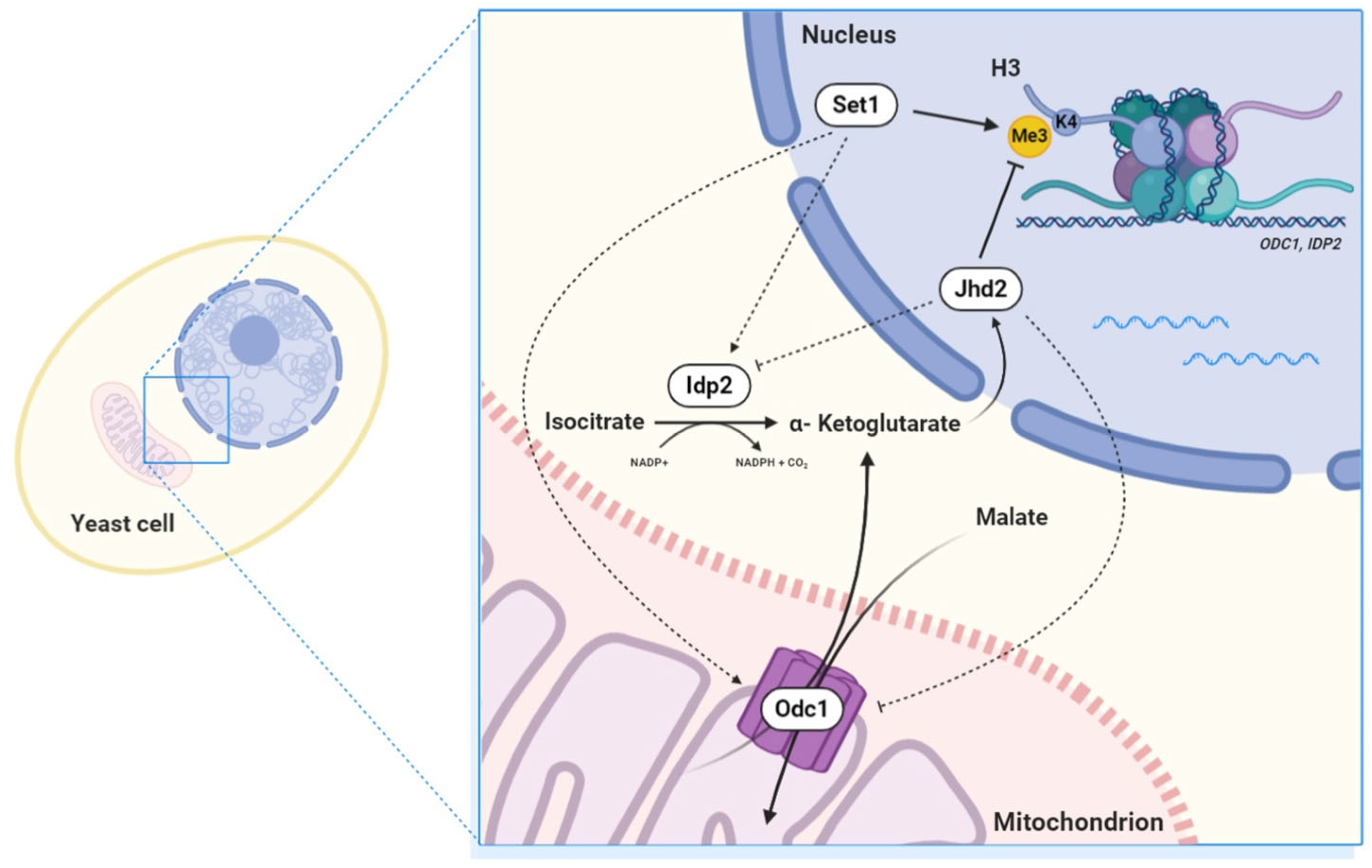 Metabolites 13 00507 g006
