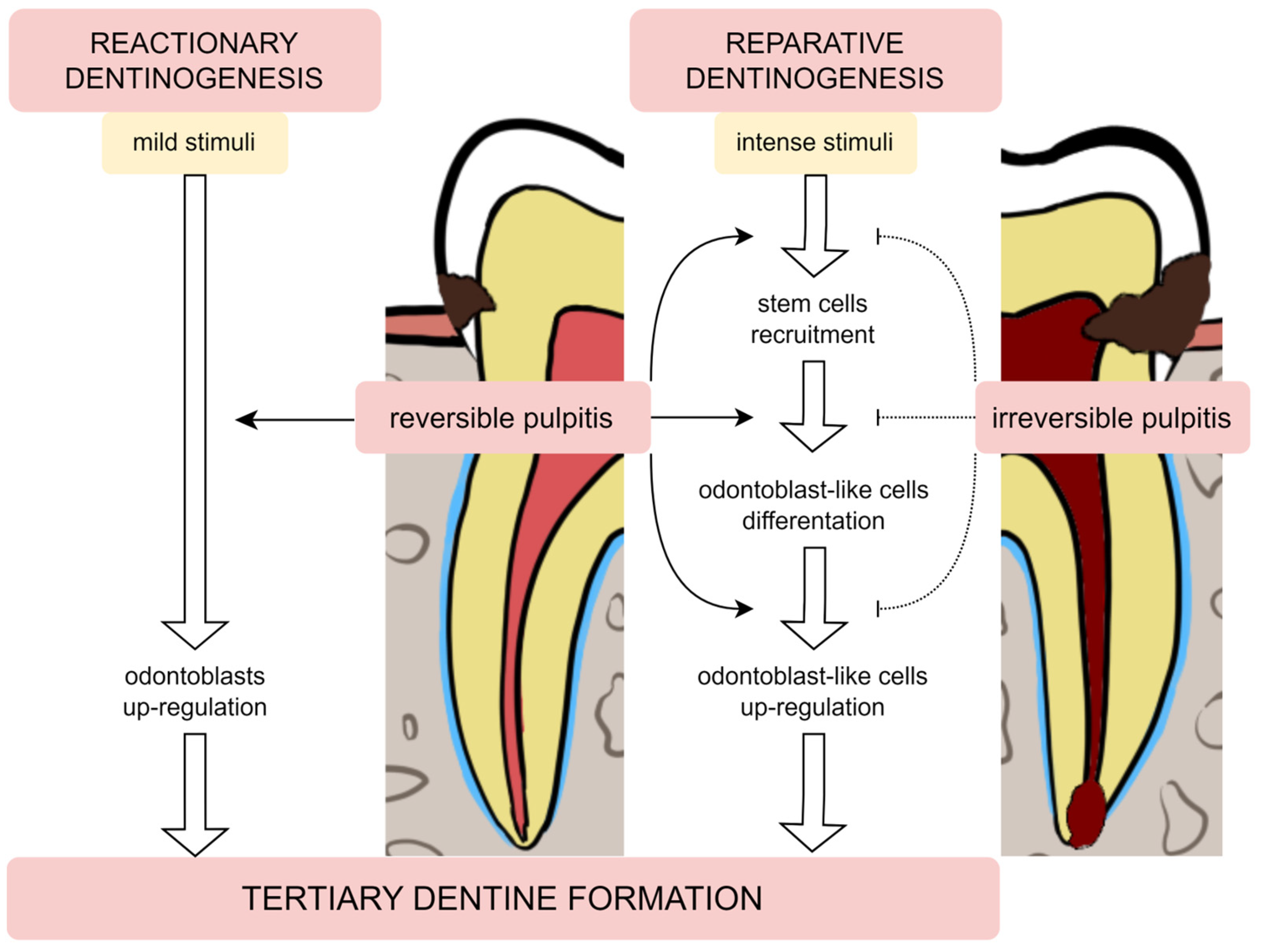 Metabolites Free FullText The Role of Cellular Metabolism in