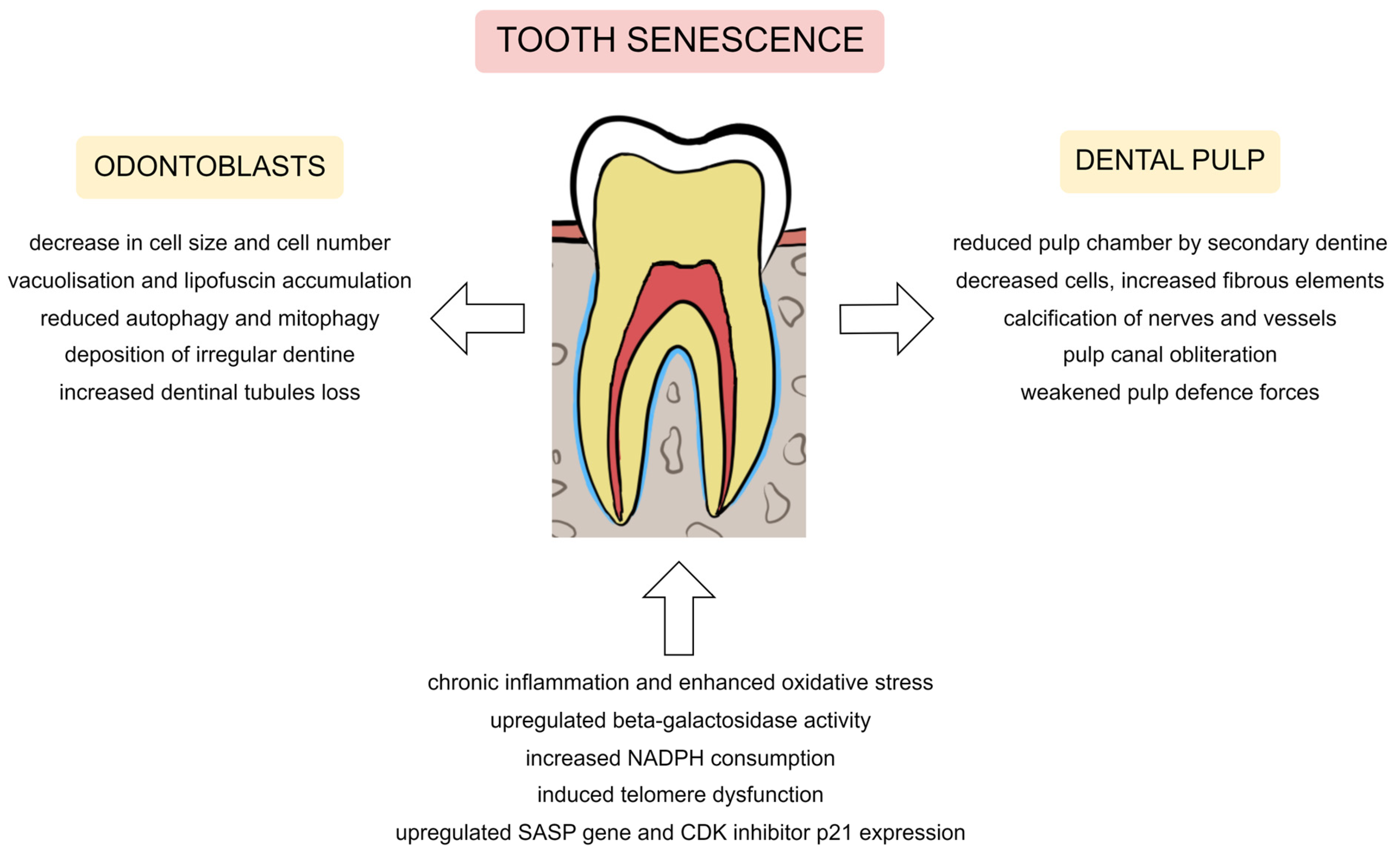 Metabolites Free FullText The Role of Cellular Metabolism in