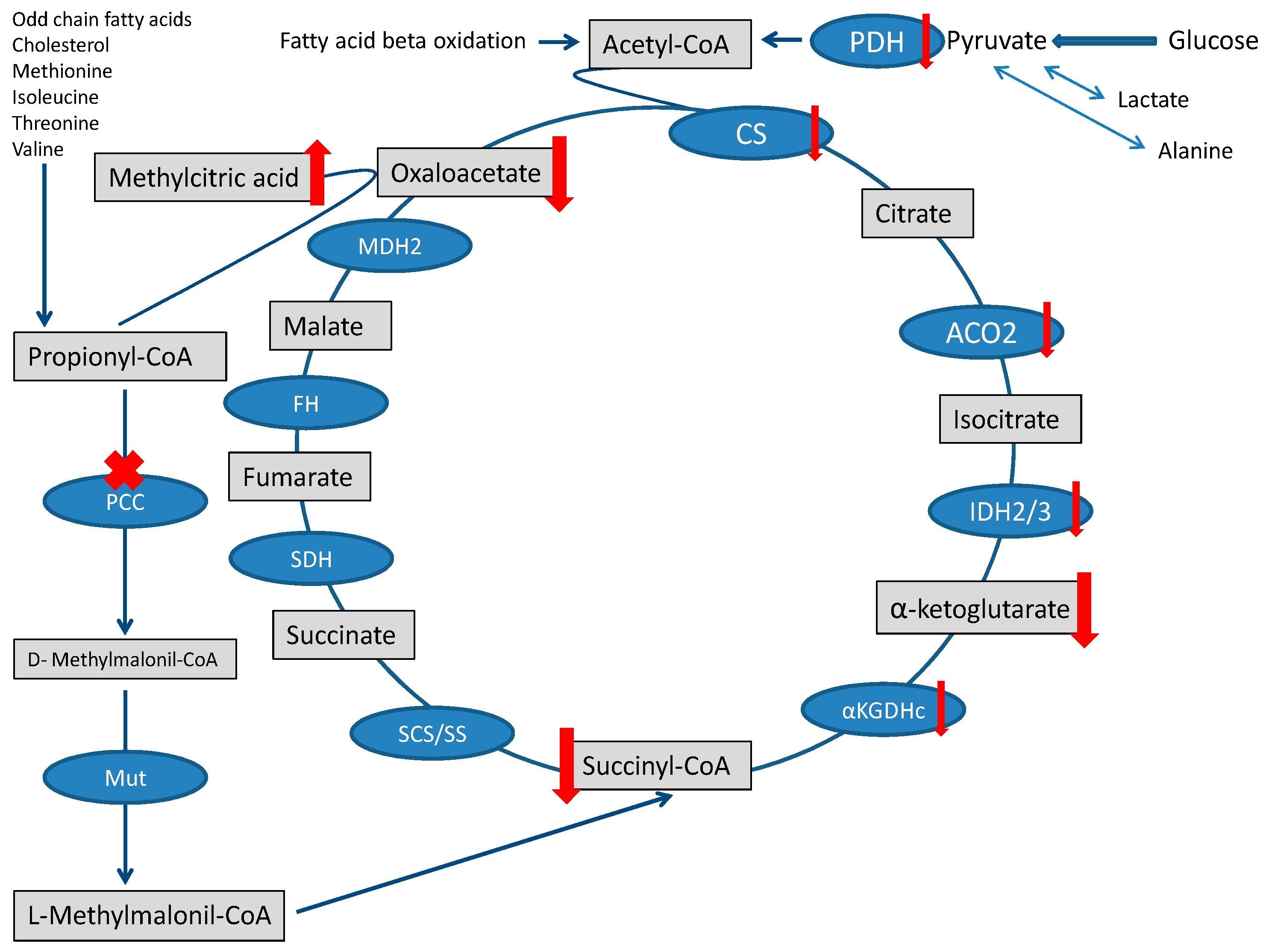 Metabolites 13 00563 g002