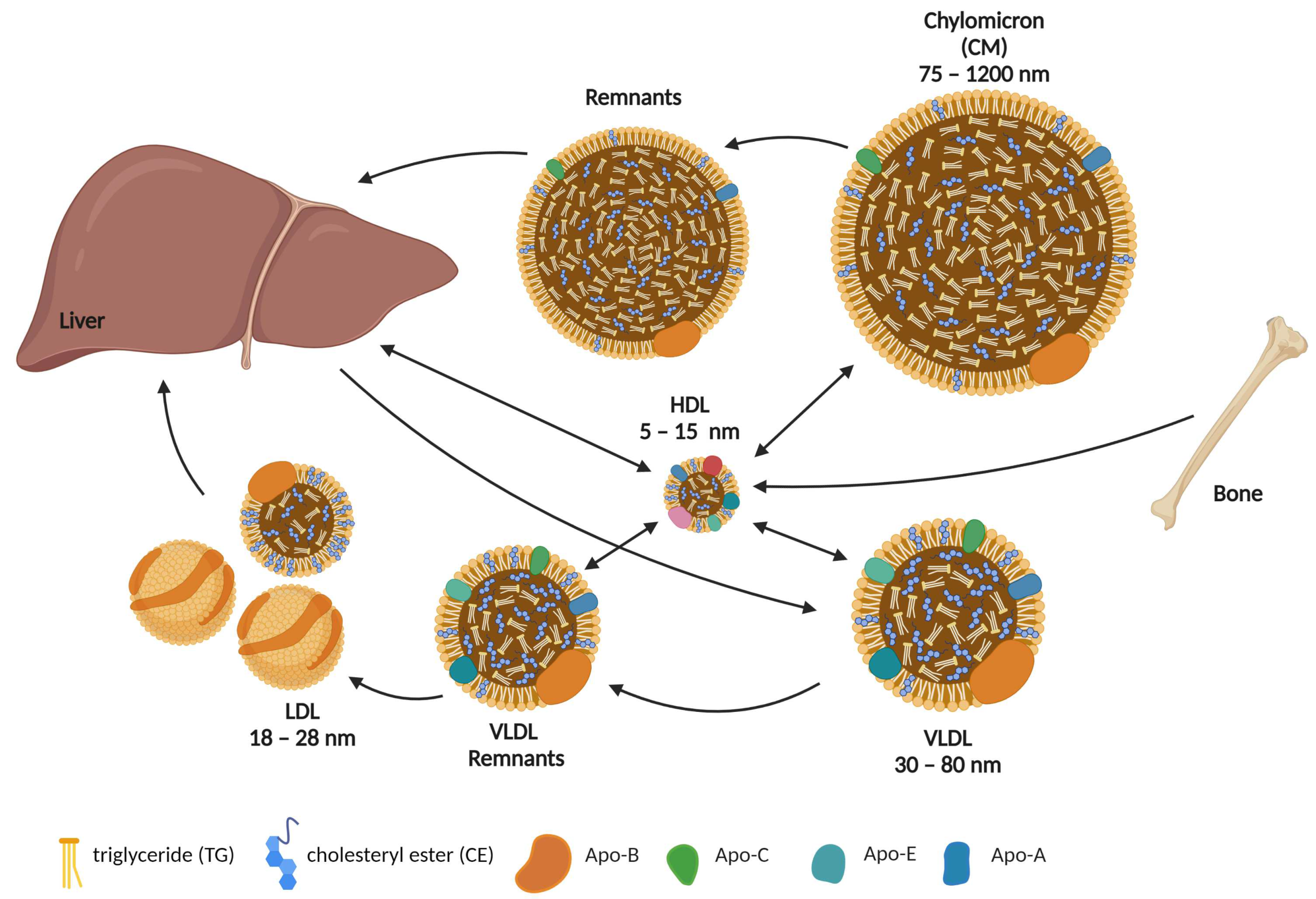 Metabolites 13 00578 g001 Metabolites 13 00578 g001
