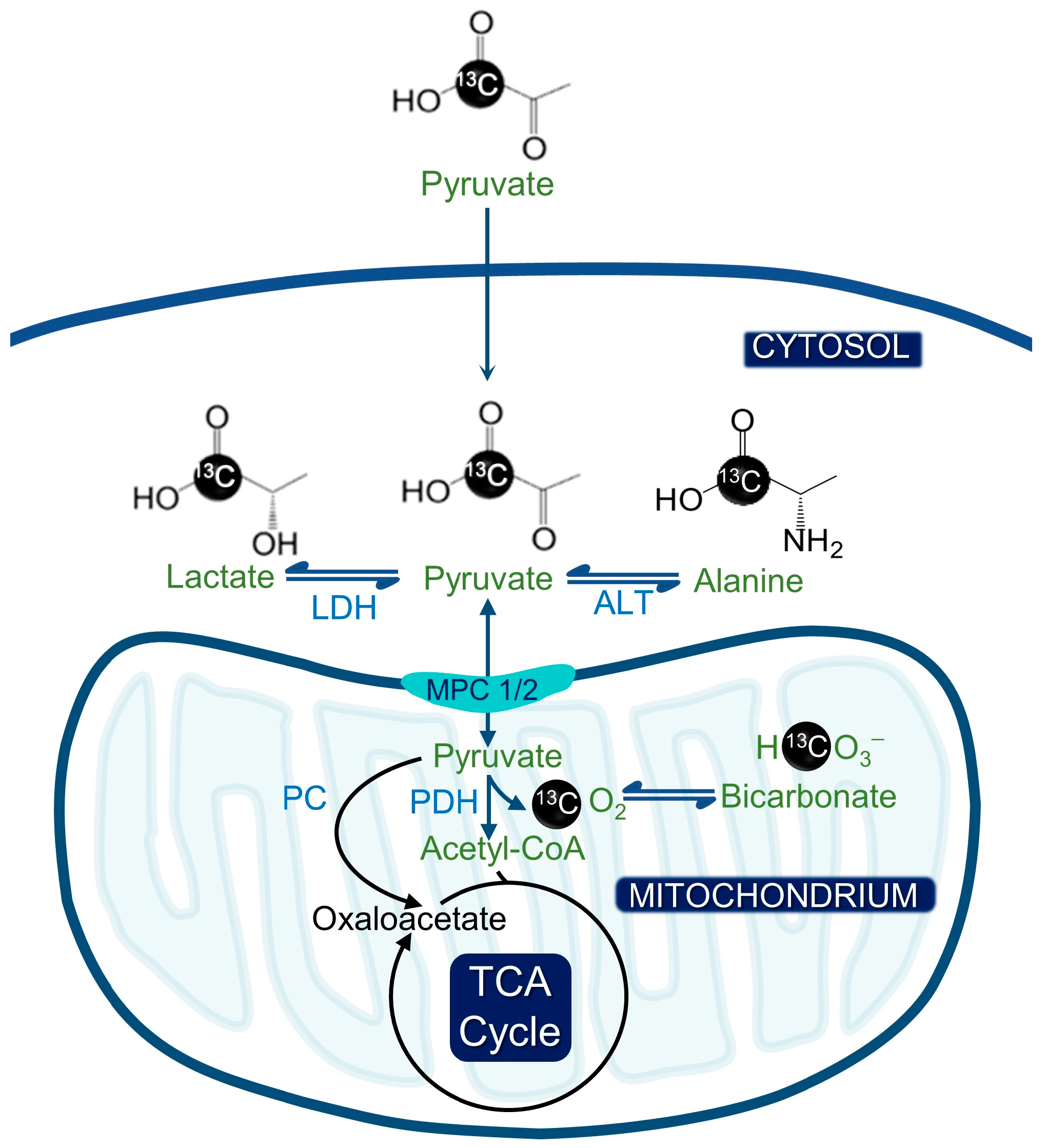 Metabolites 13 00606 g001