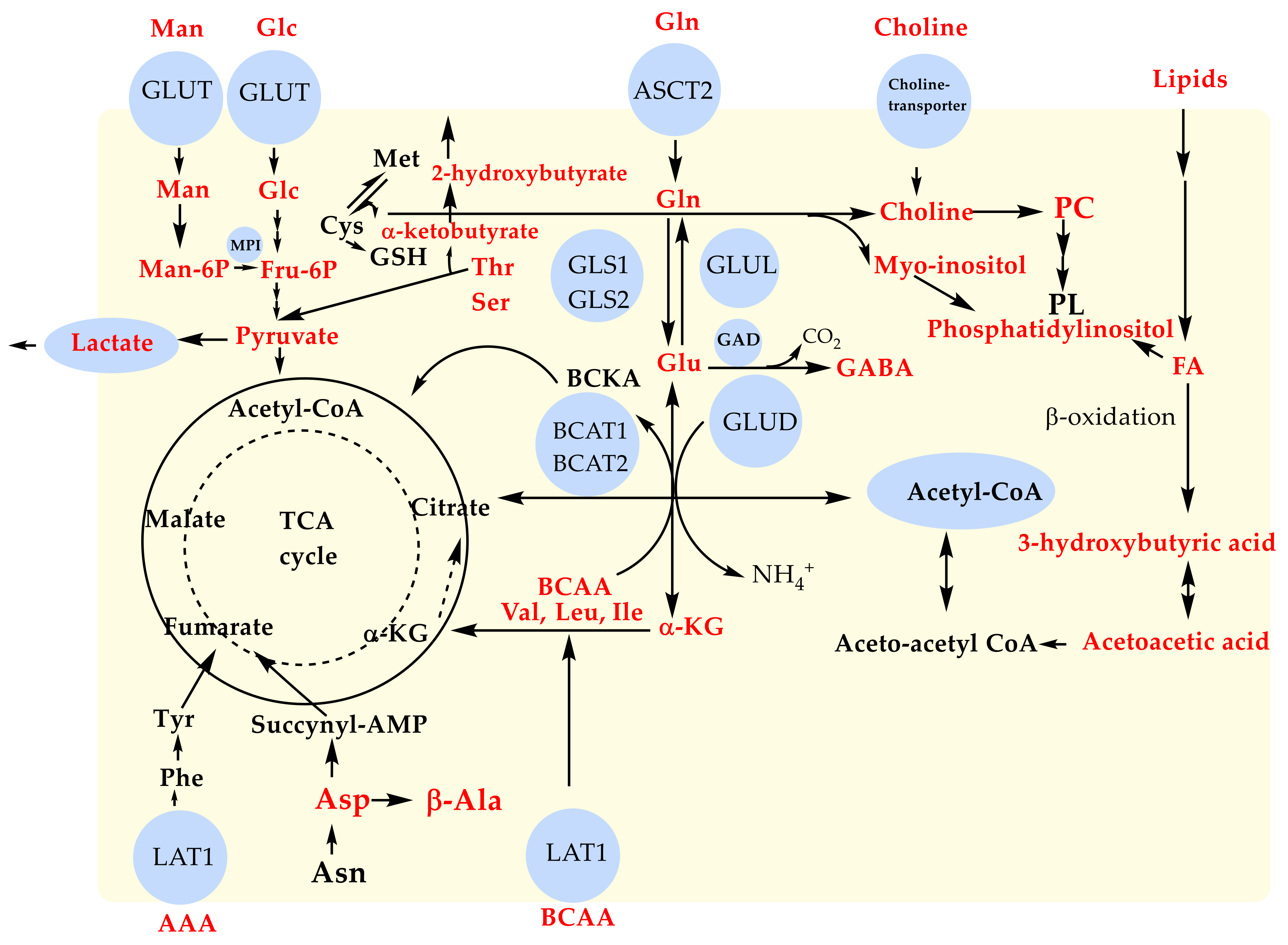 Metabolites 13 00607 g005 Metabolites 13 00607 g005