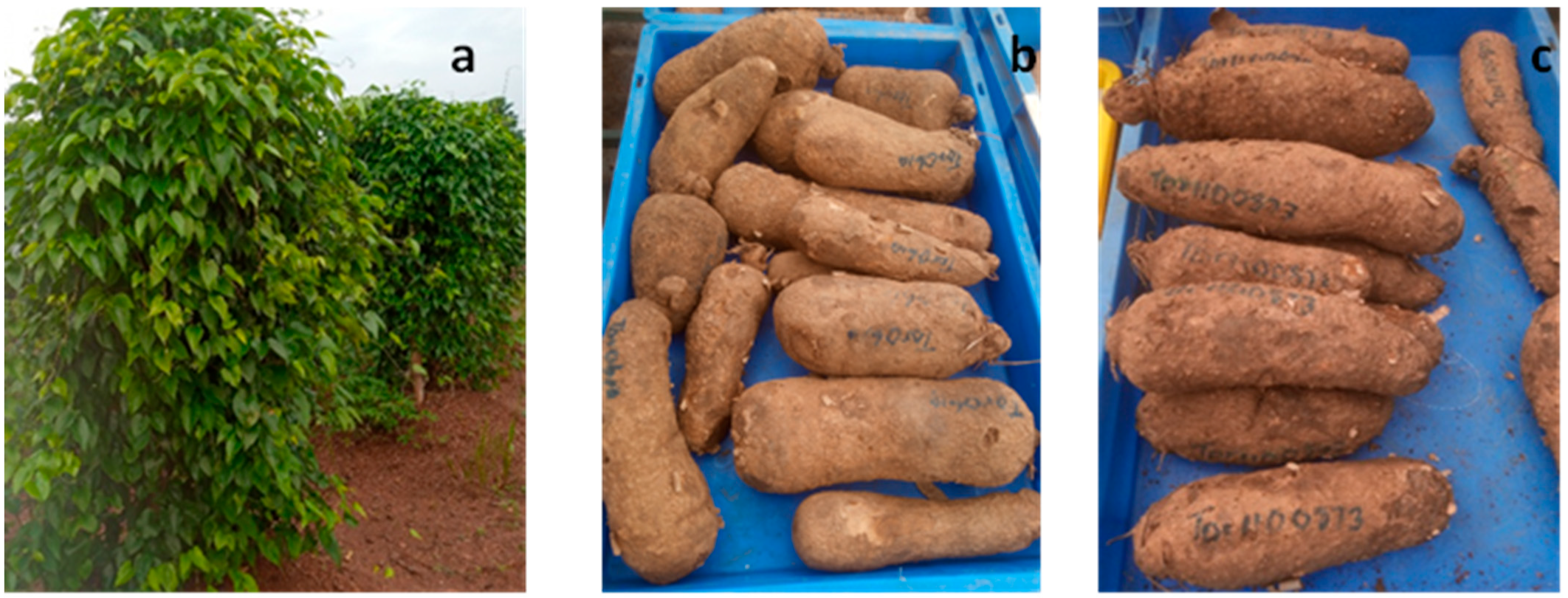 Metabolites 13 00610 g001 Metabolites 13 00610 g001