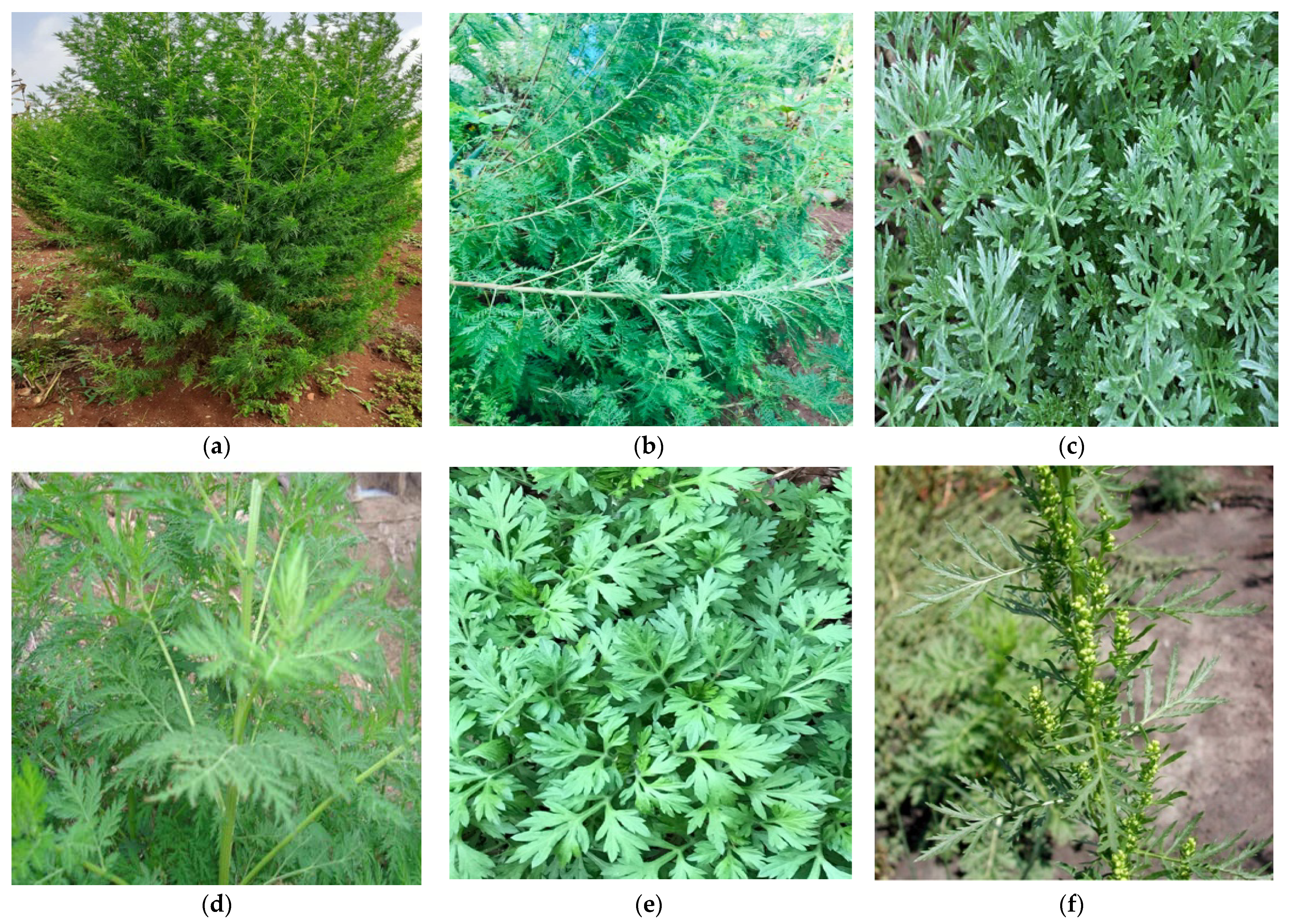 Metabolites 13 00613 g002a Metabolites 13 00613 g002a