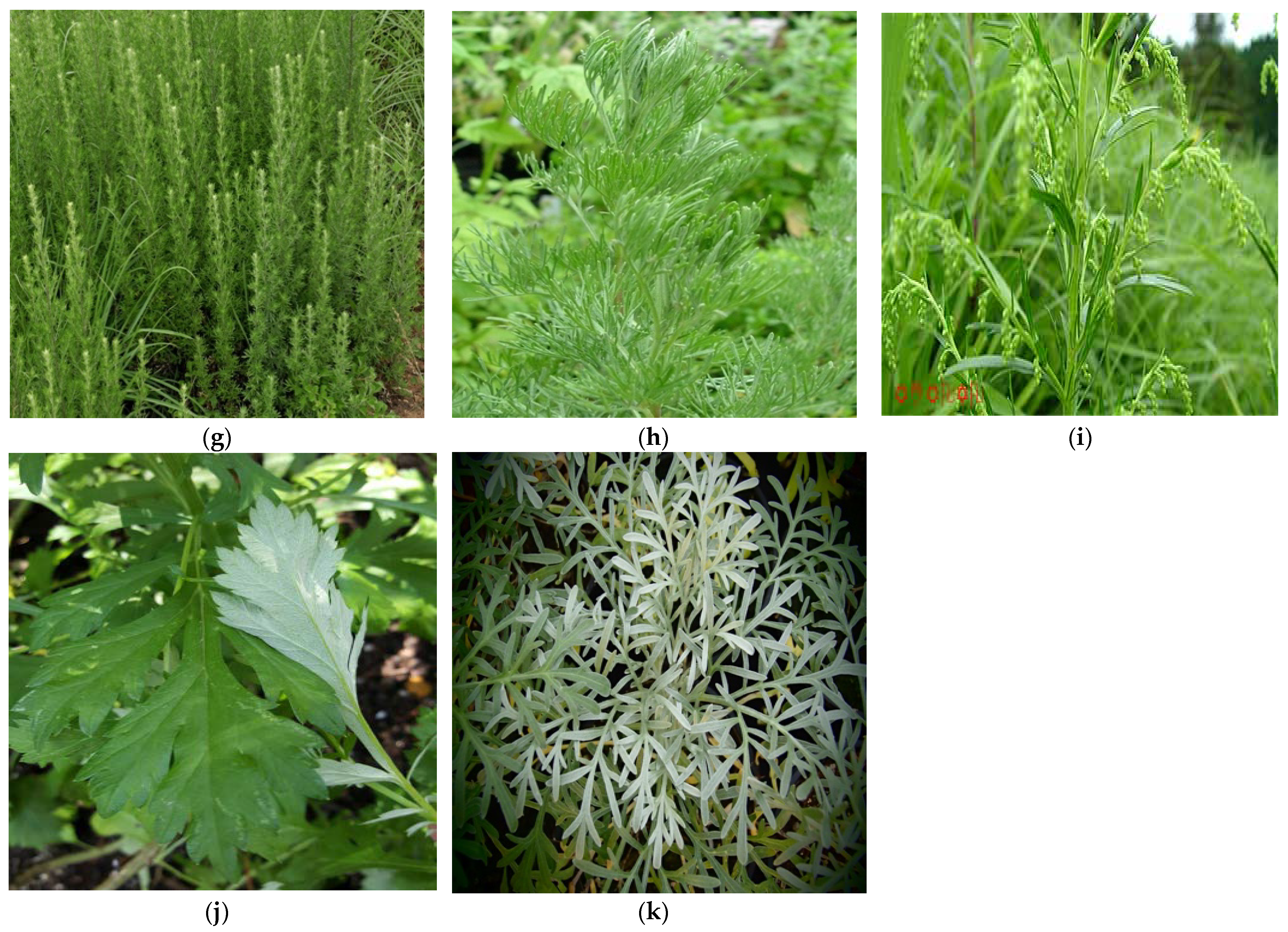Metabolites 13 00613 g002b Metabolites 13 00613 g002b