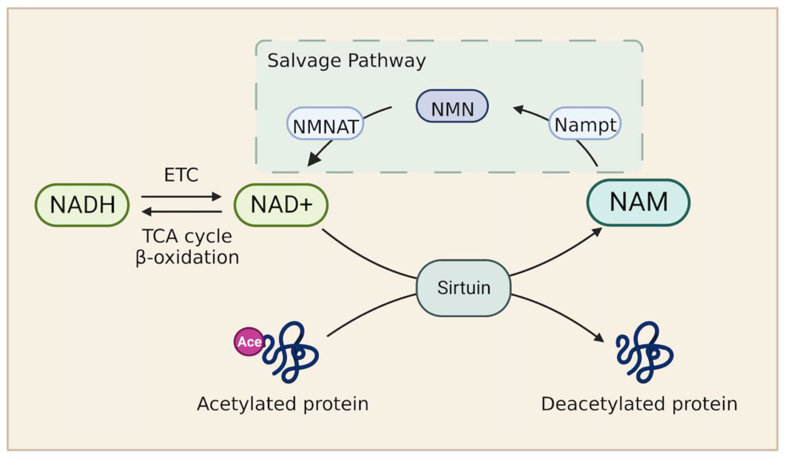 Metabolites 13 00615 g002
