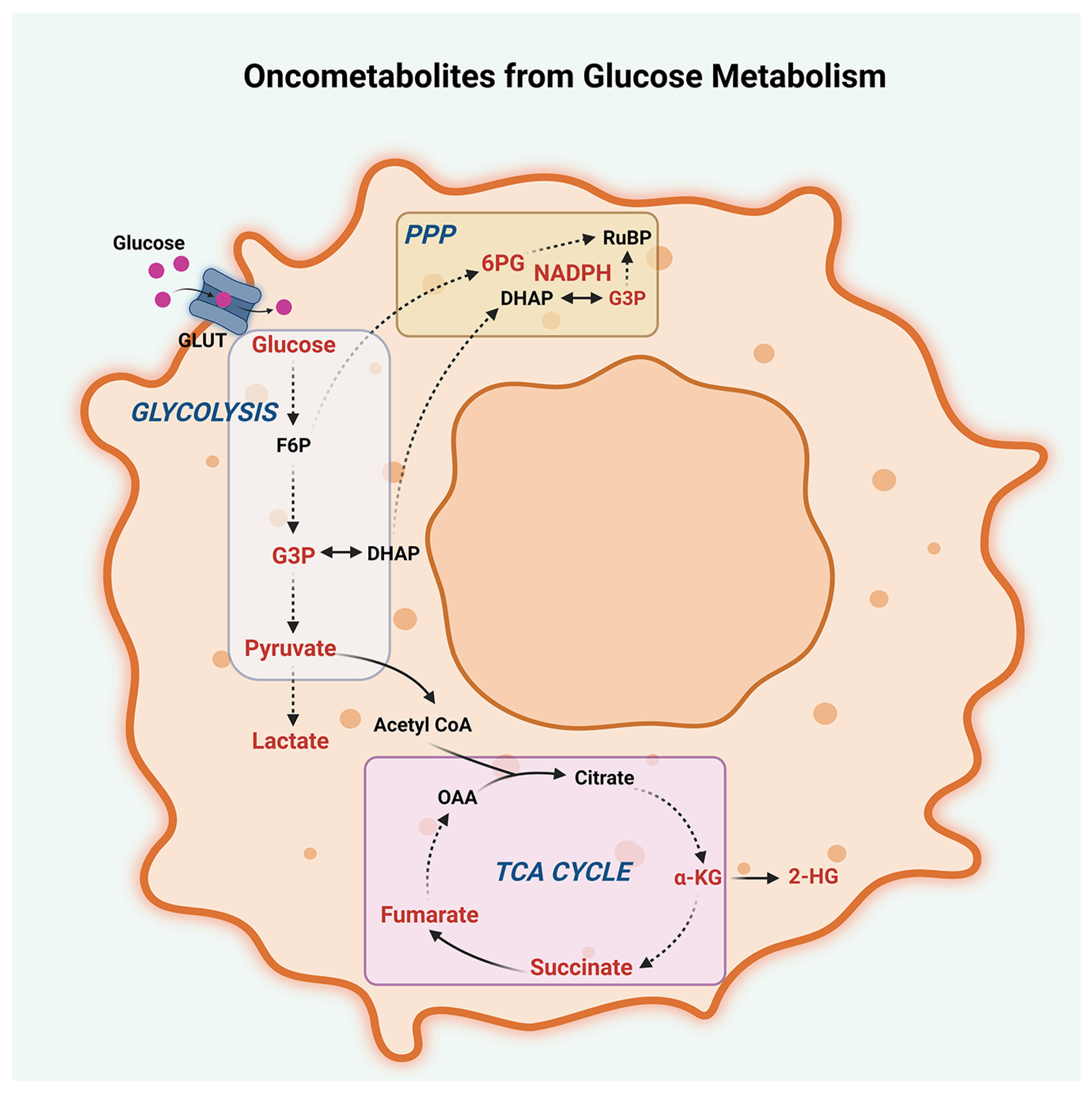 Metabolites 13 00618 g002 Metabolites 13 00618 g002