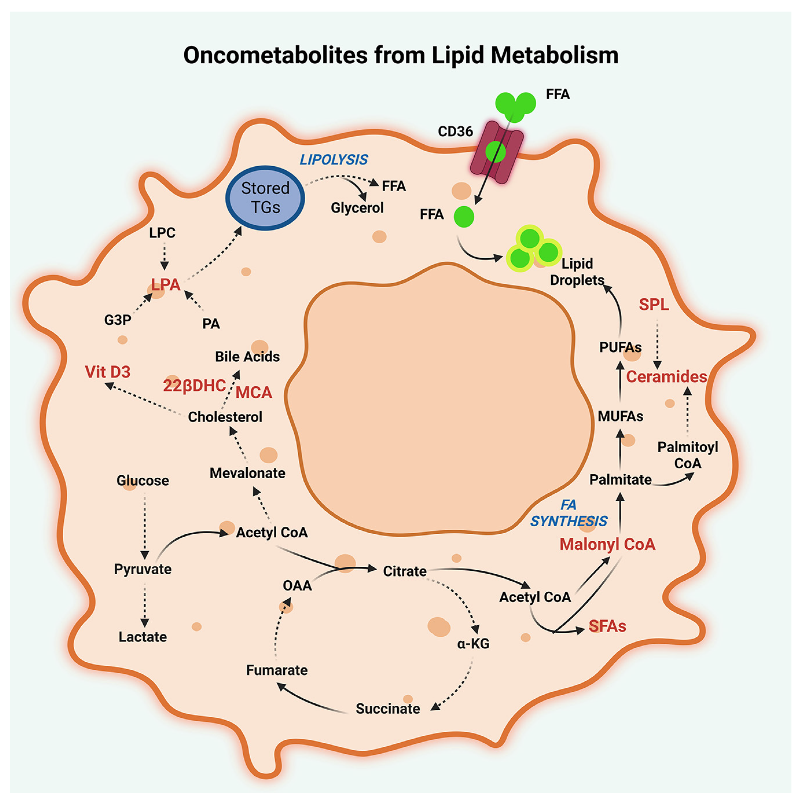 Metabolites 13 00618 g003 Metabolites 13 00618 g003