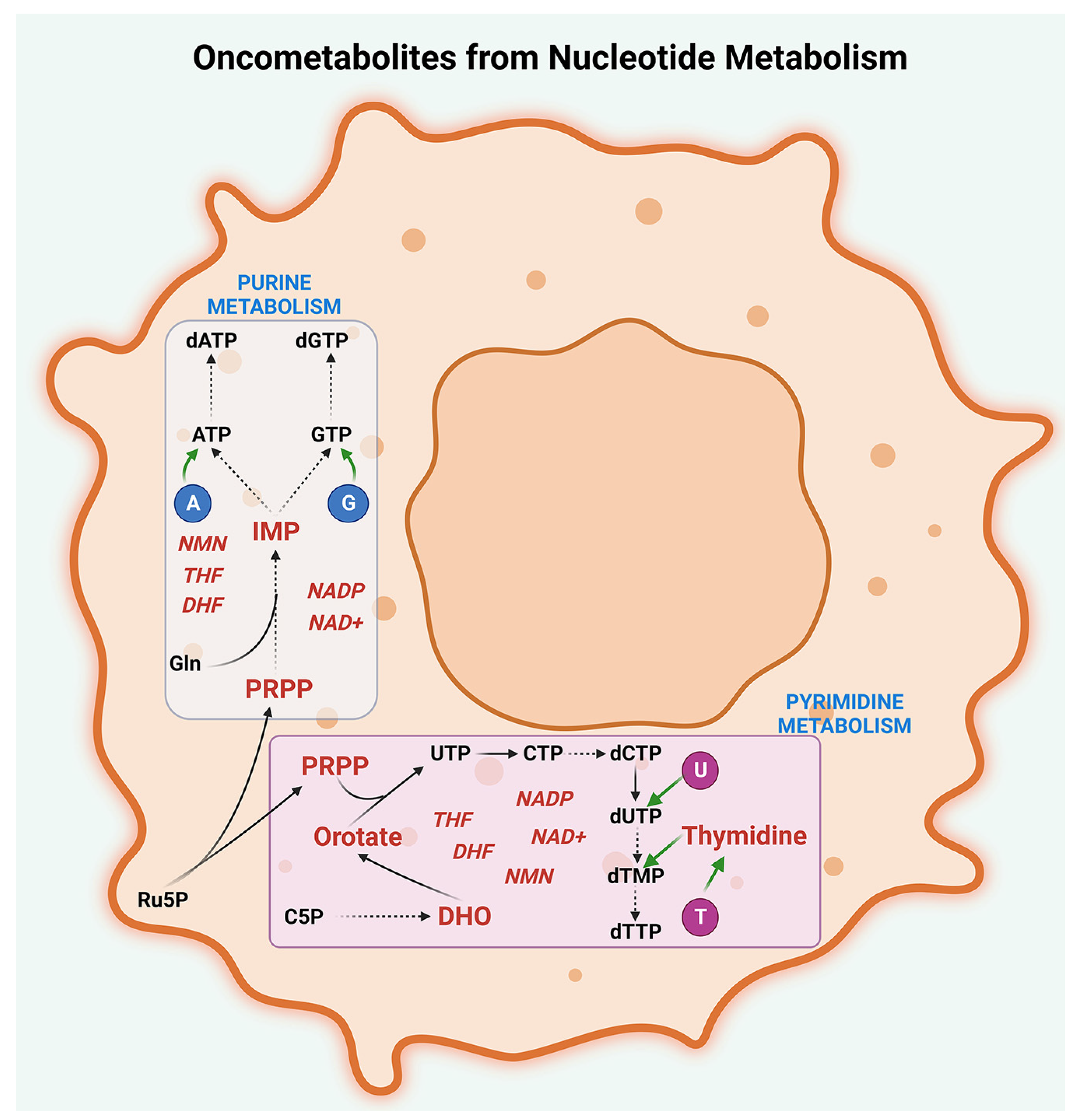 Metabolites 13 00618 g005 Metabolites 13 00618 g005
