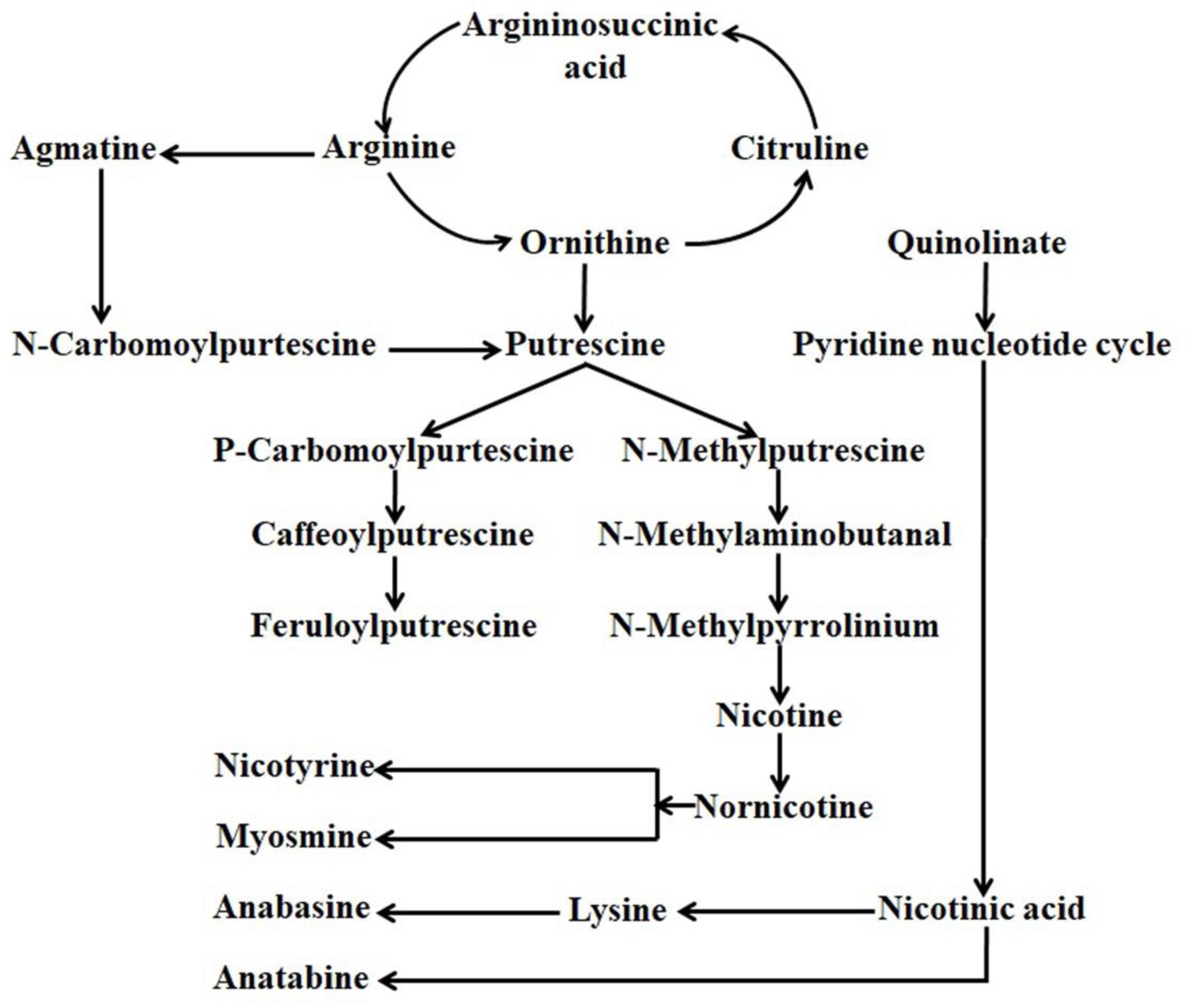 Metabolites 13 00623 g001 Metabolites 13 00623 g001