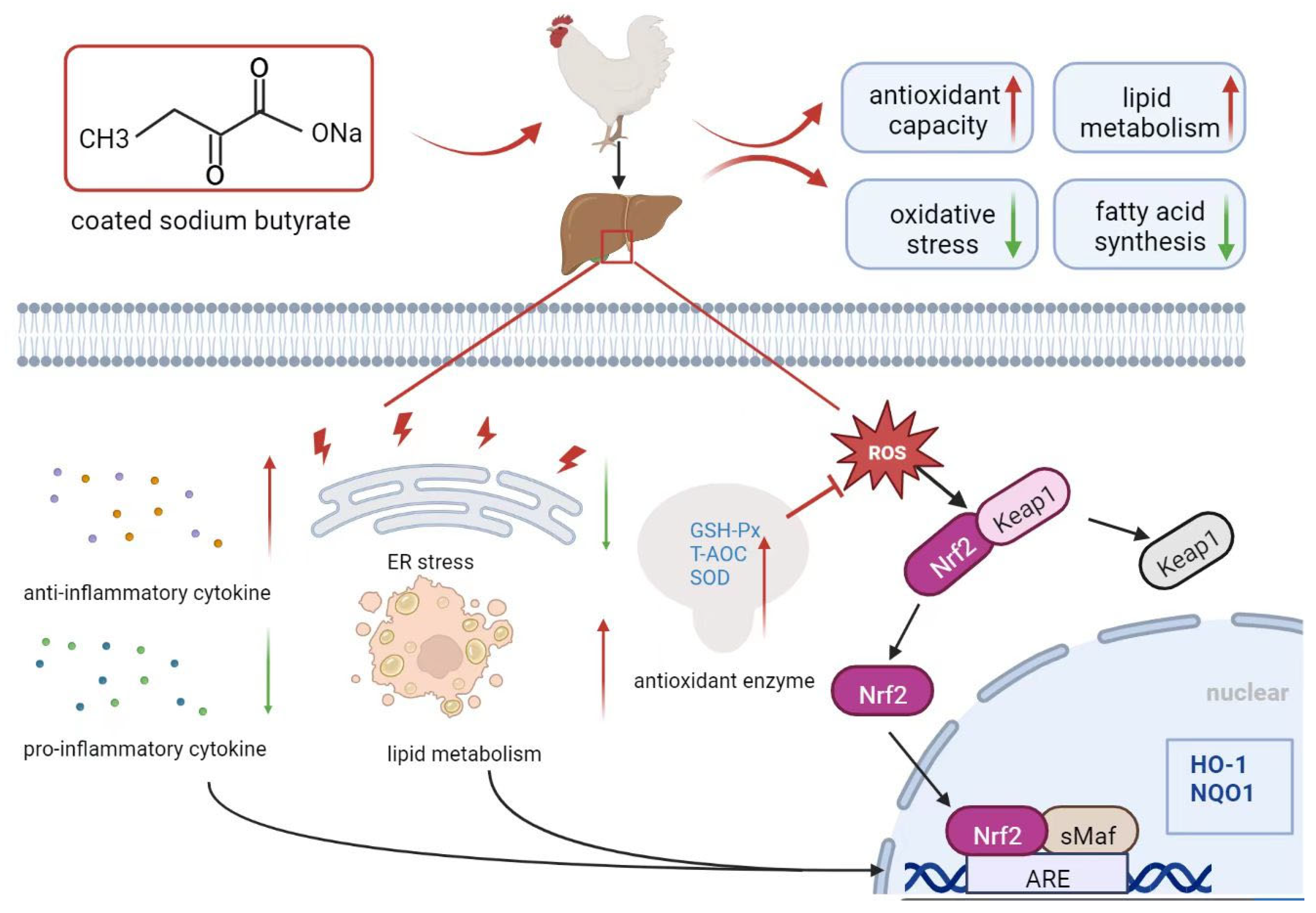 Metabolites 13 00650 g011 Metabolites 13 00650 g011