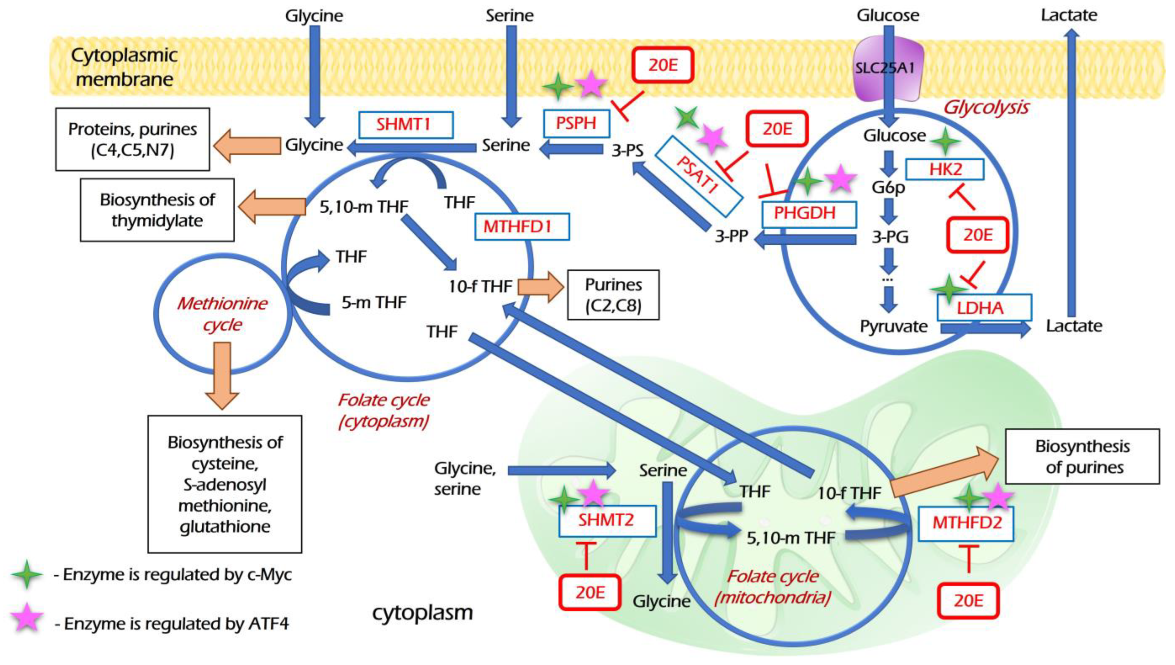 Metabolites 13 00656 g011 Metabolites 13 00656 g011