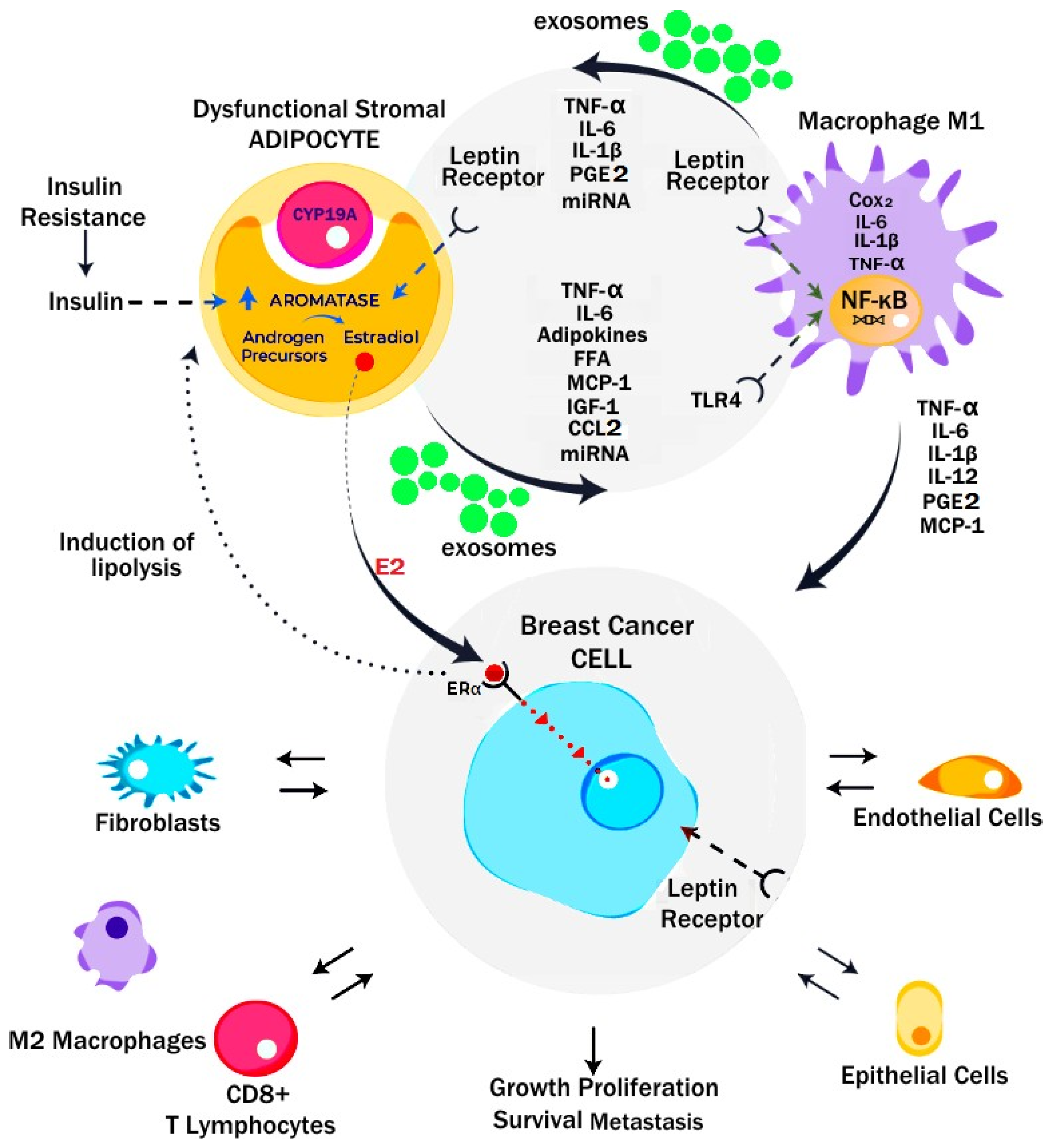 Metabolites 13 00675 g006