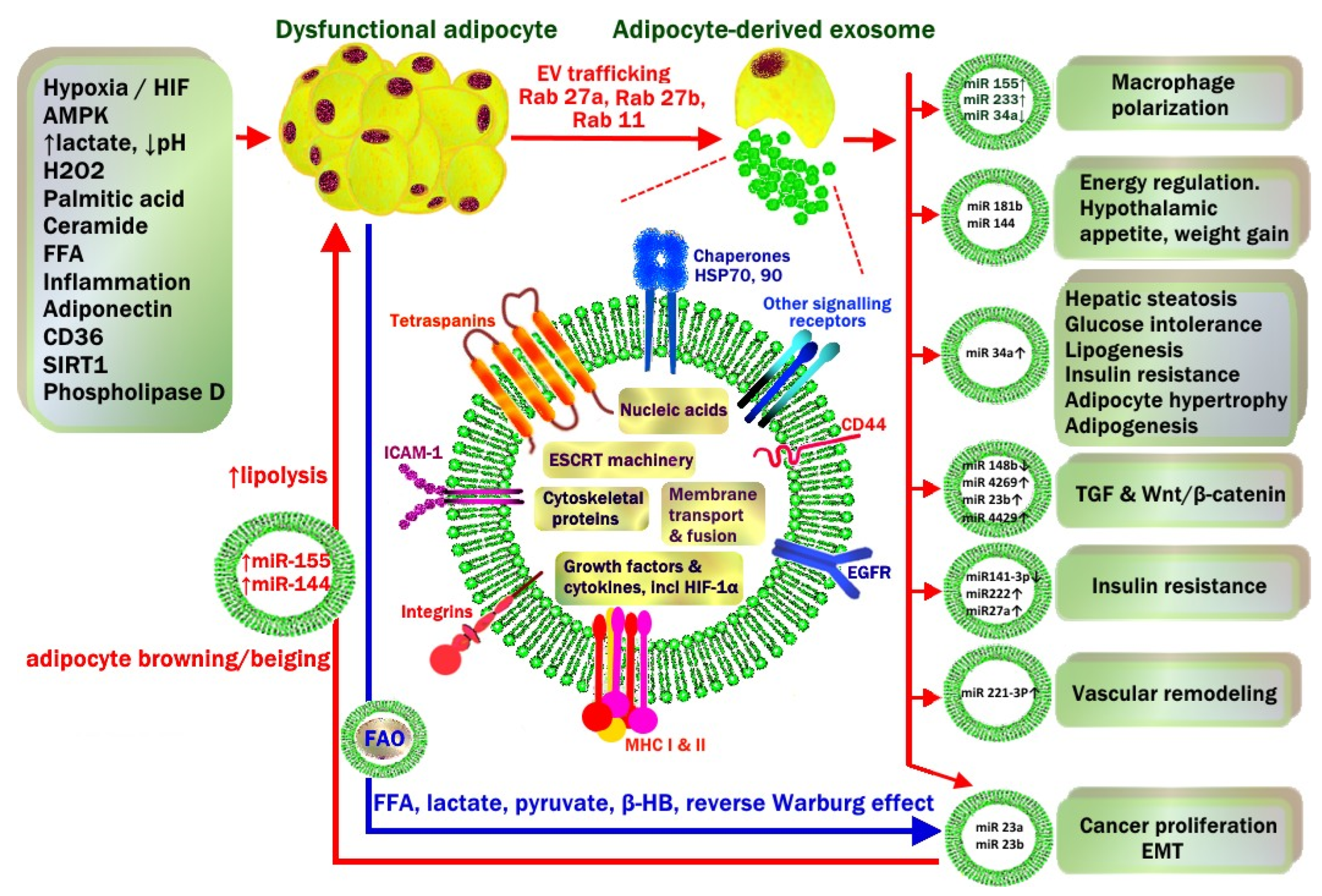 Metabolites 13 00675 g007