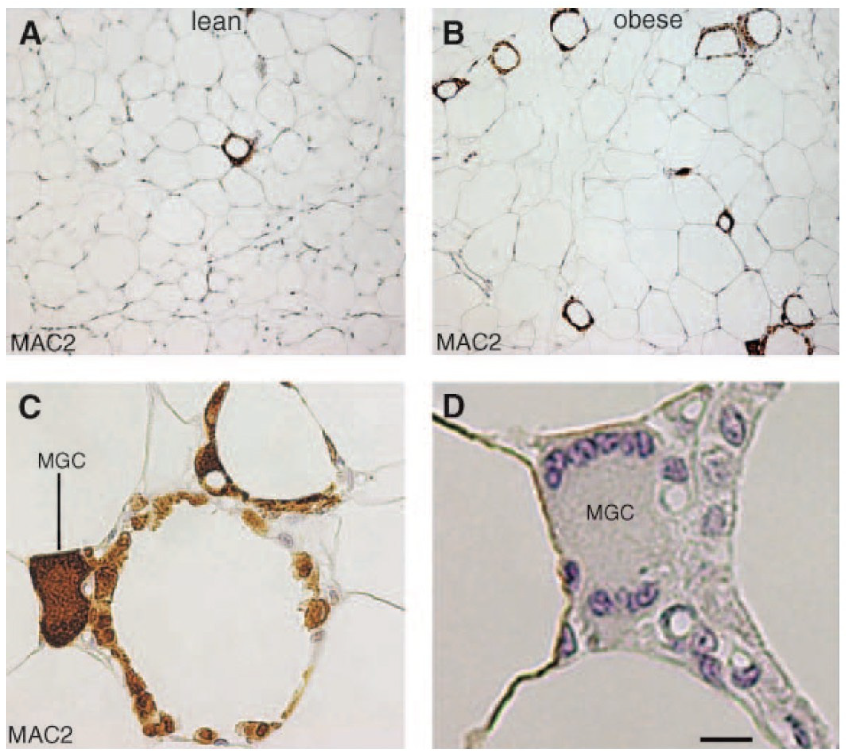Metabolites 13 00675 g008