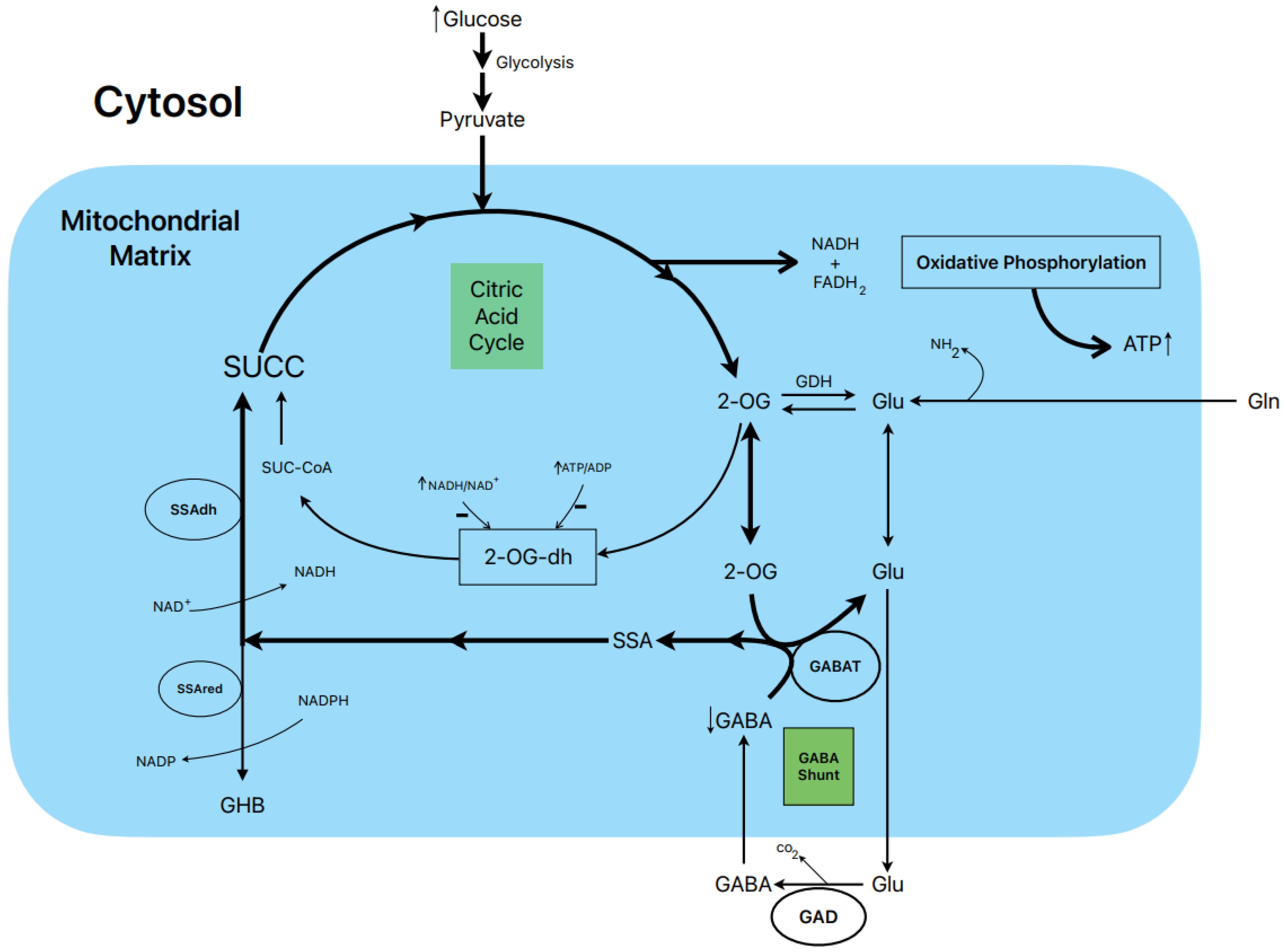 Metabolites 13 00697 g003