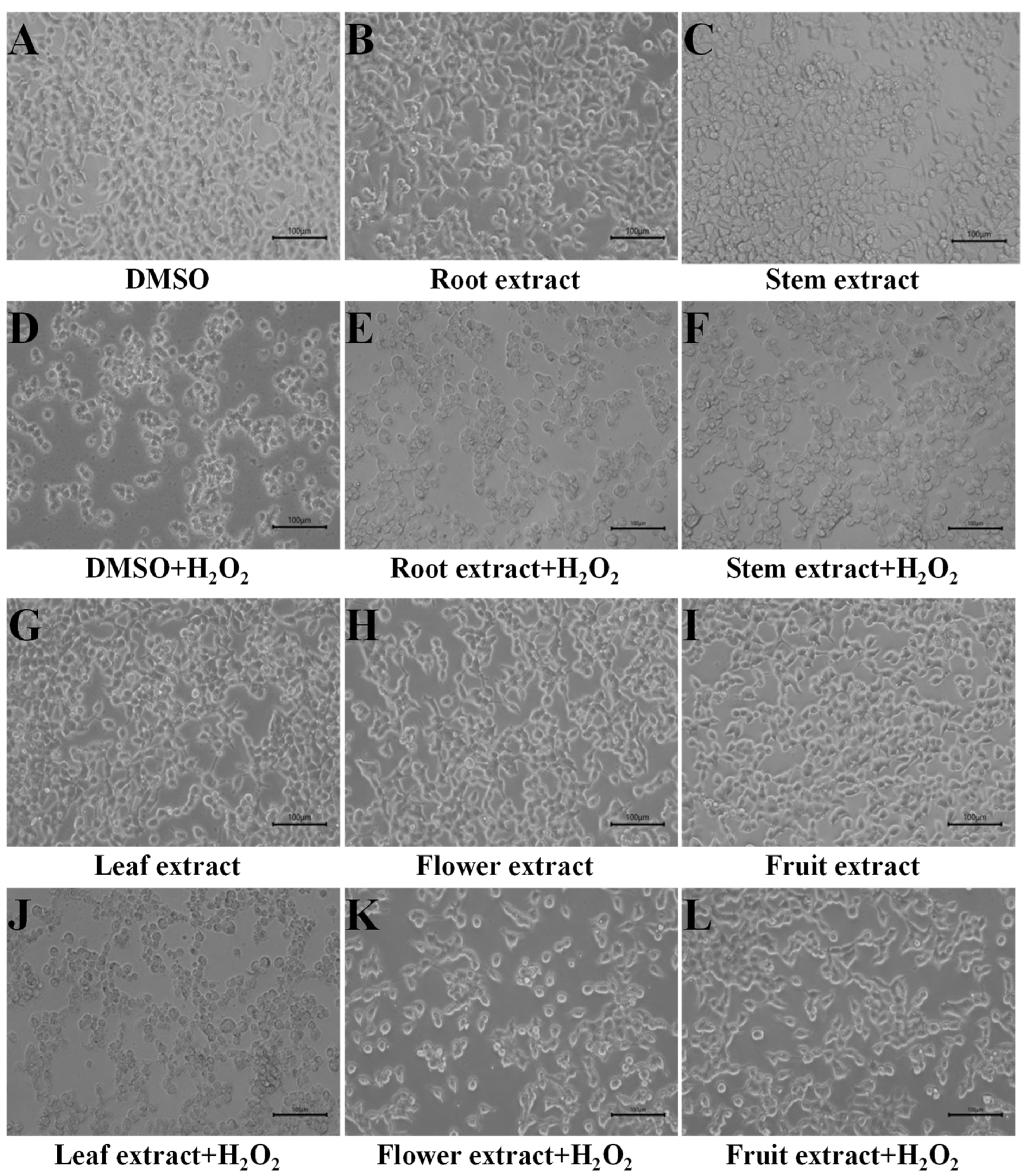 Metabolites 13 00702 g001 Metabolites 13 00702 g001