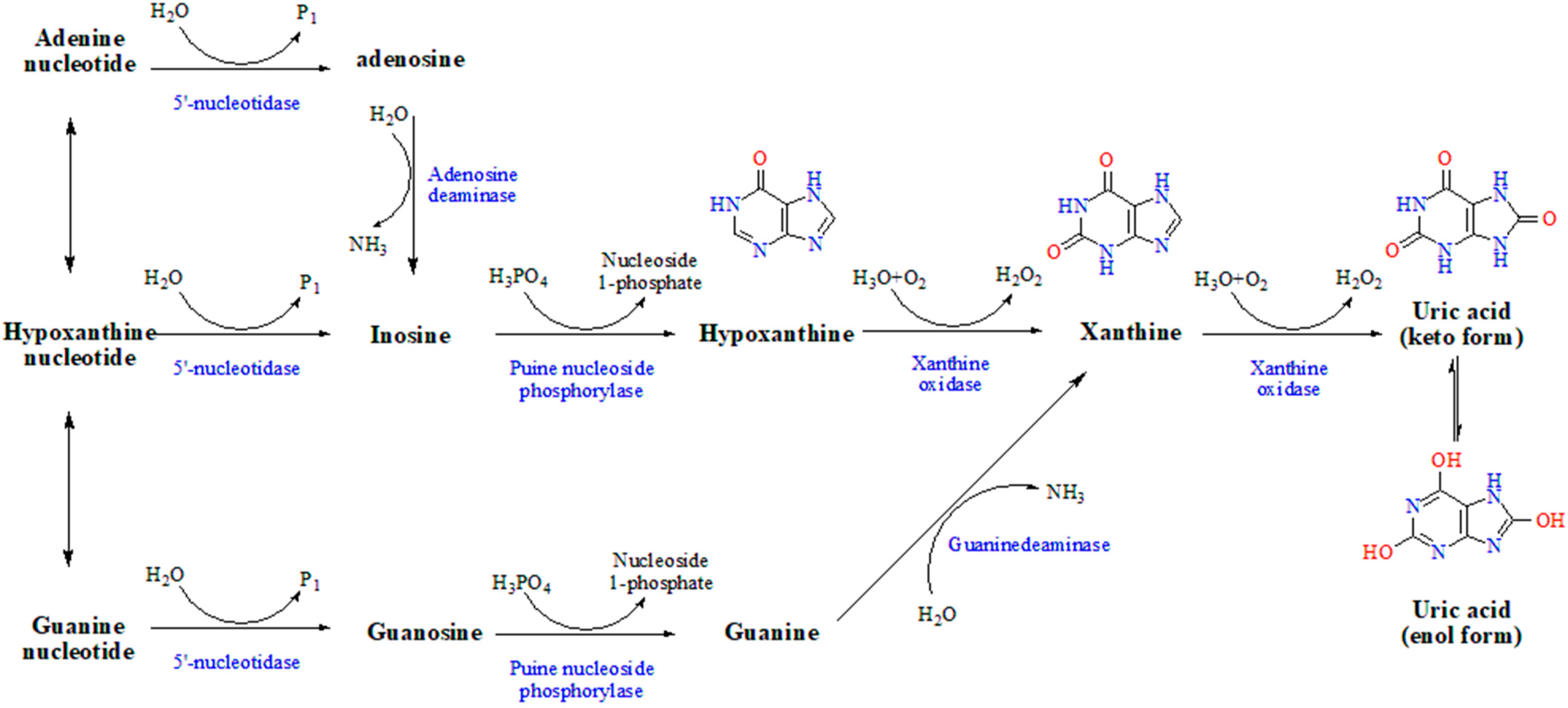 Metabolites 13 00704 g001 Metabolites 13 00704 g001