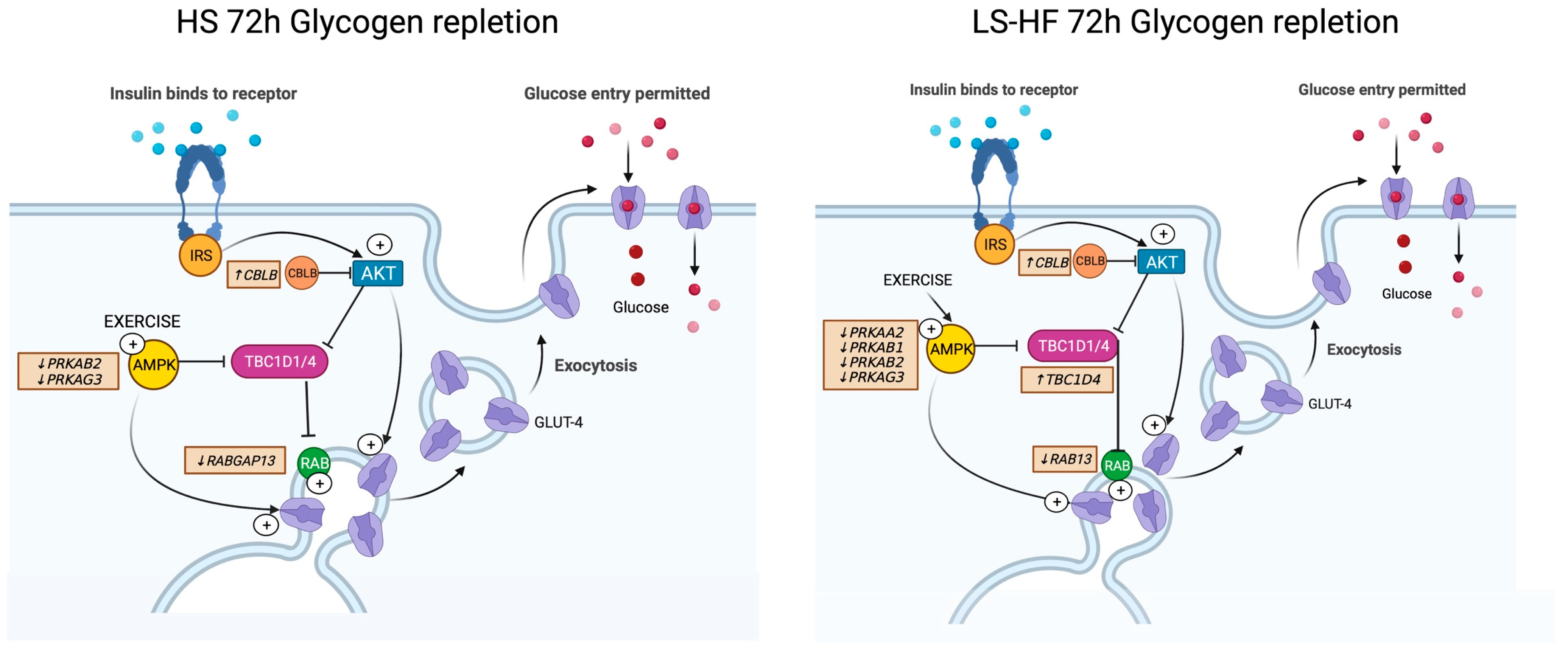 Metabolites 13 00718 g003 Metabolites 13 00718 g003