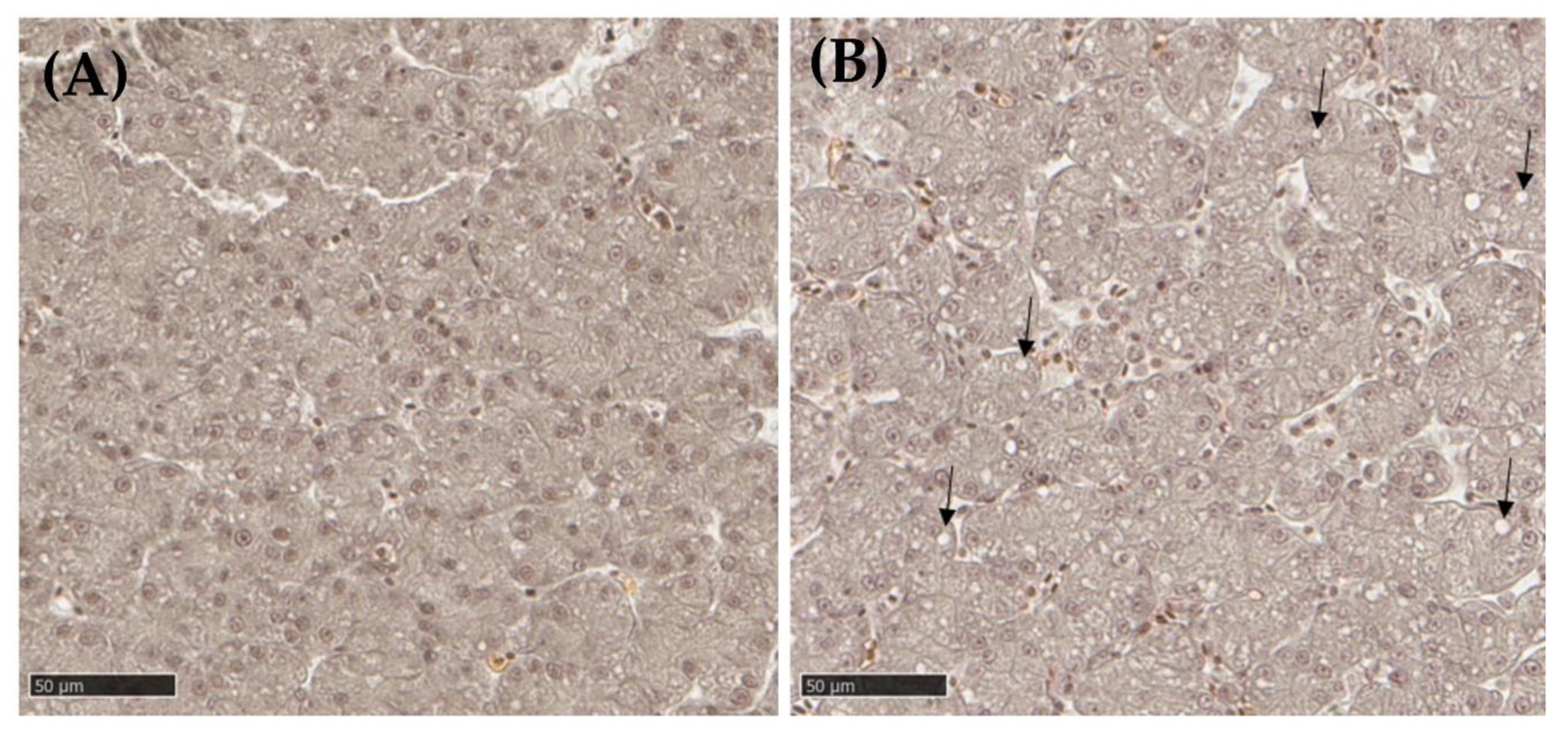 Metabolites 13 00721 g008 Metabolites 13 00721 g008