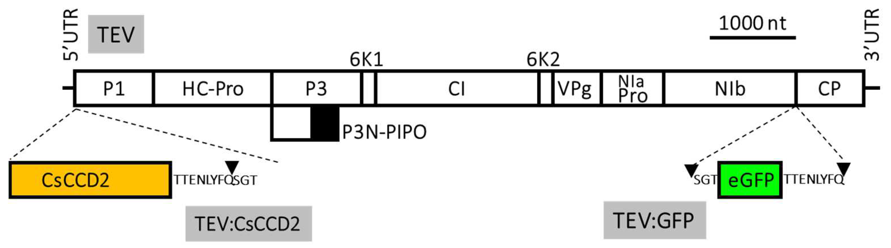 Metabolites 13 00729 g004
