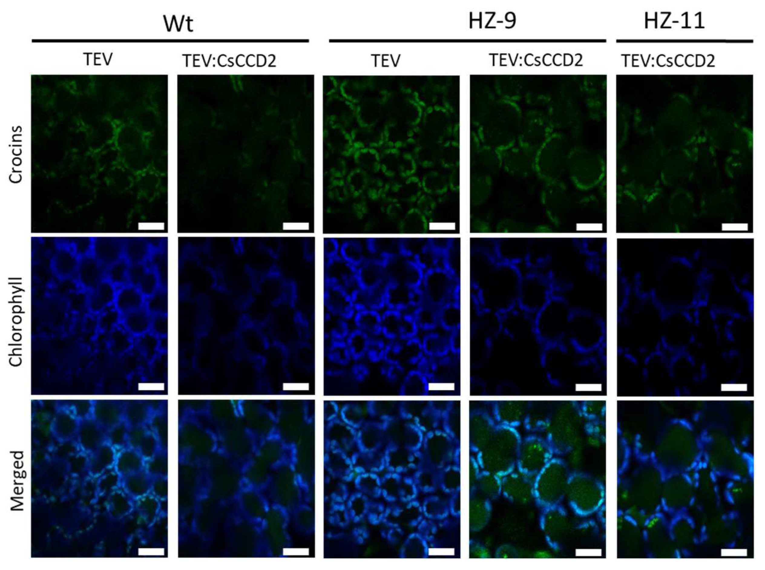 Metabolites 13 00729 g007