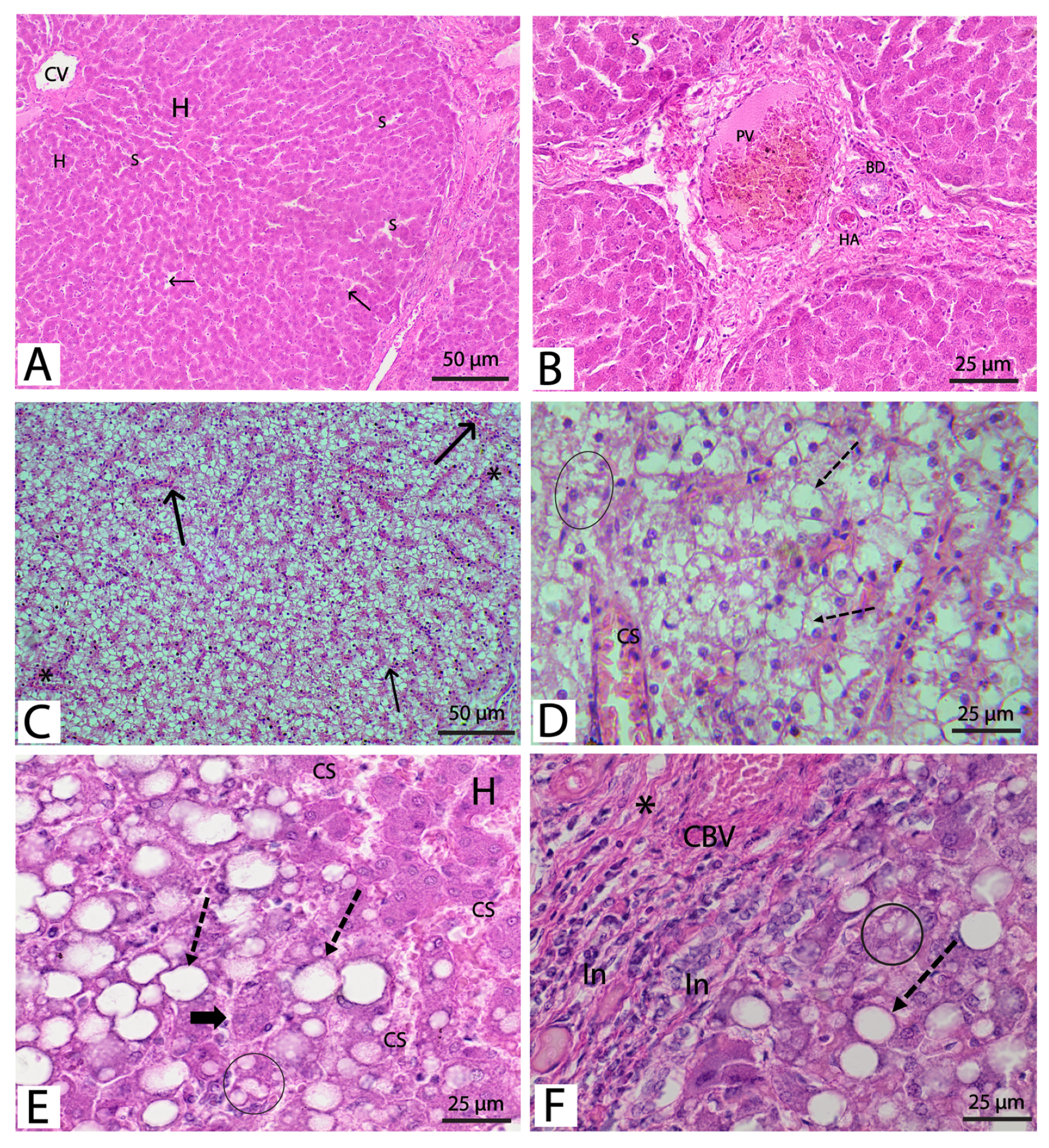 Metabolites 13 00764 g003 Metabolites 13 00764 g003
