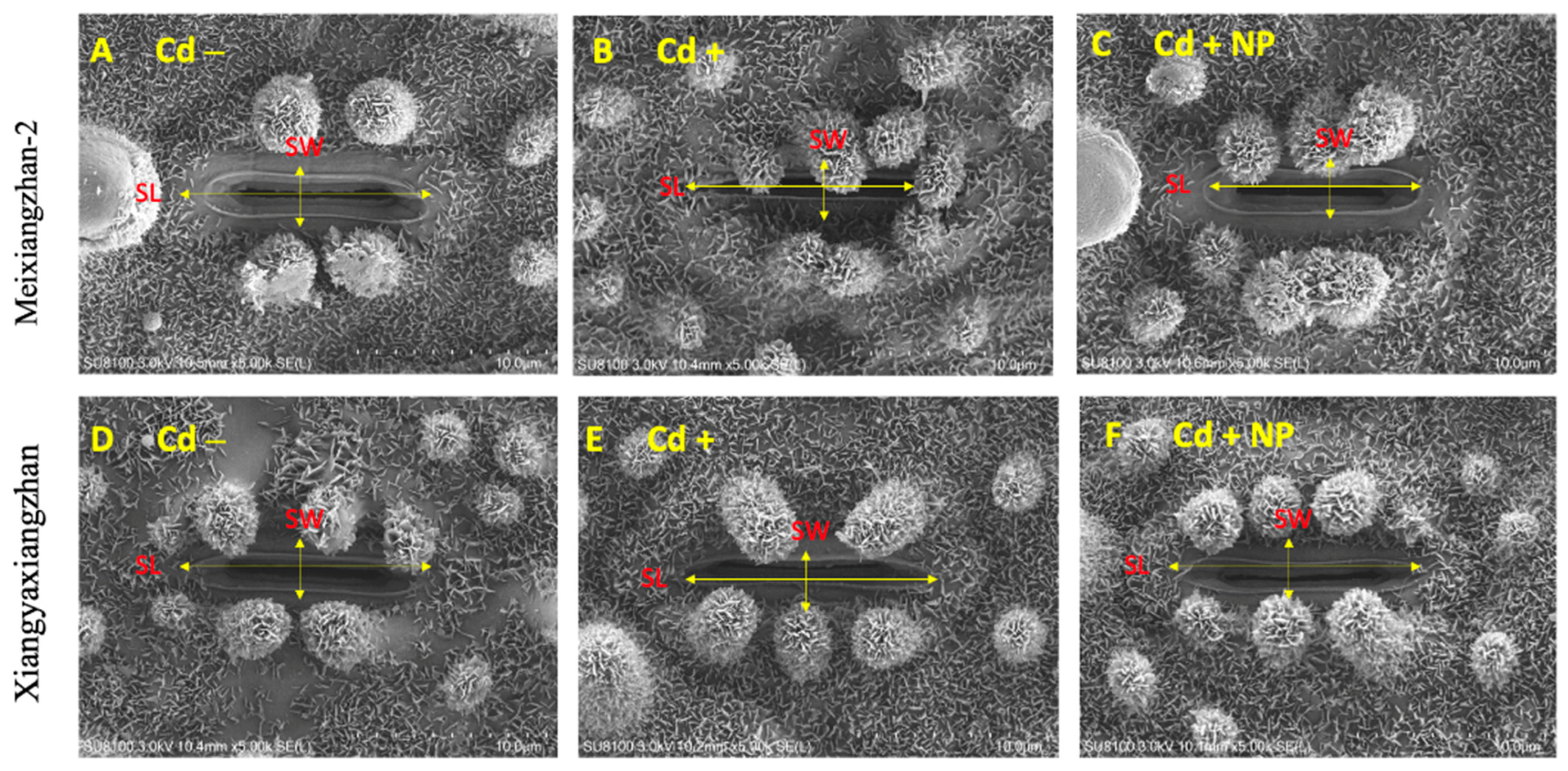 Metabolites 13 00765 g003 Metabolites 13 00765 g003